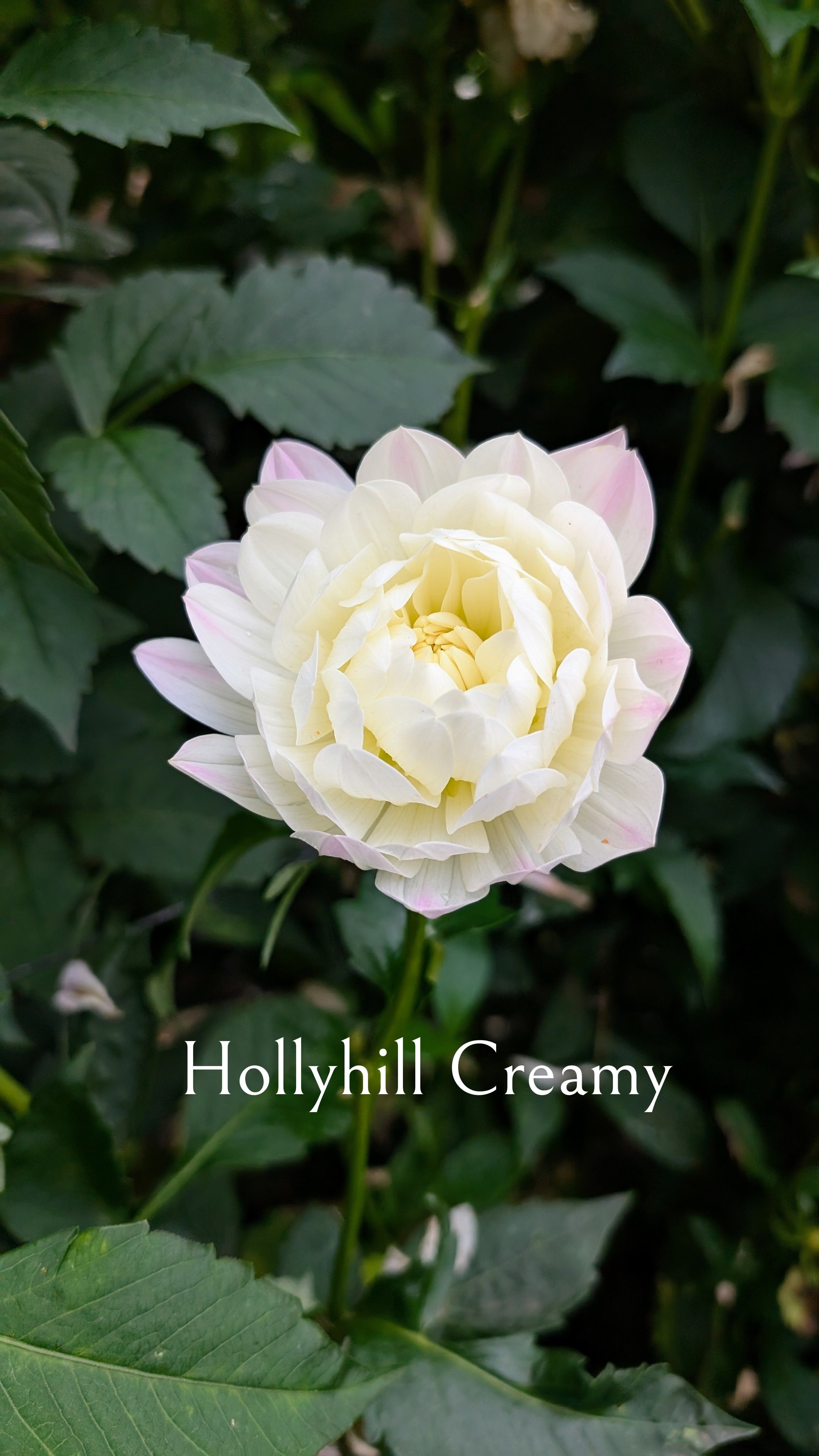 Hollyhill Creamy