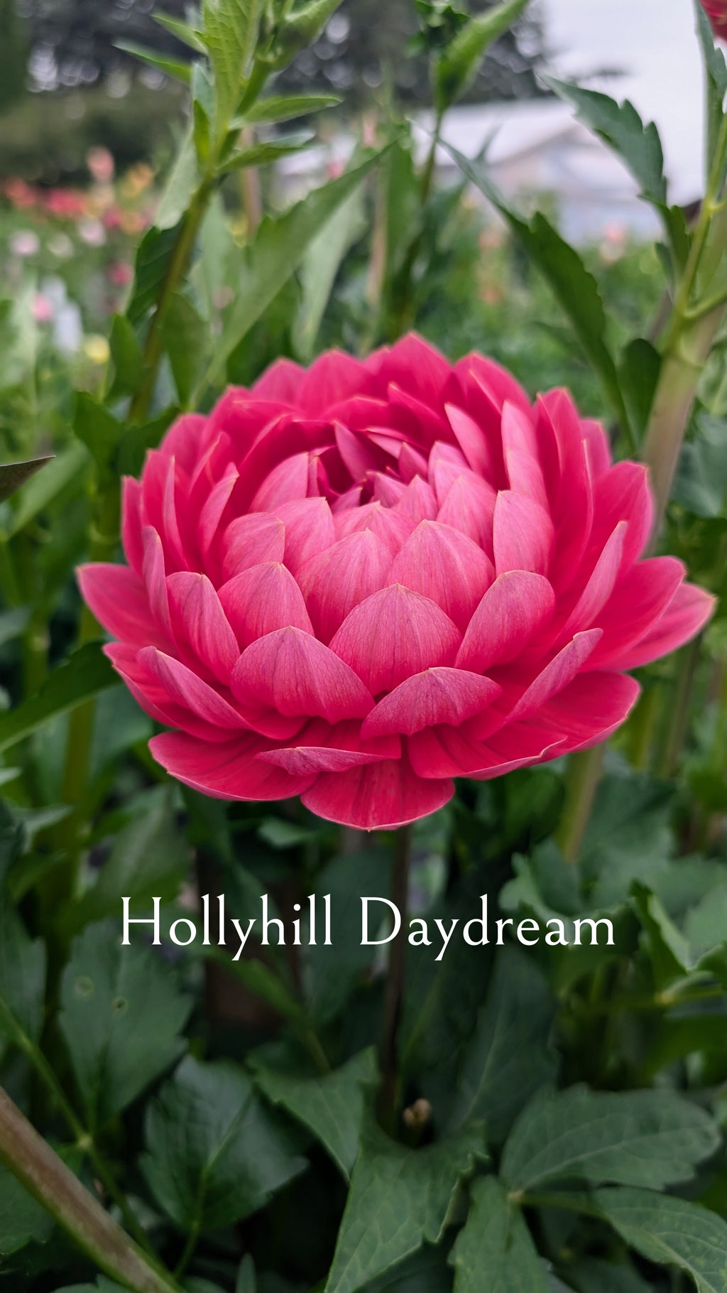 Hollyhill Daydream