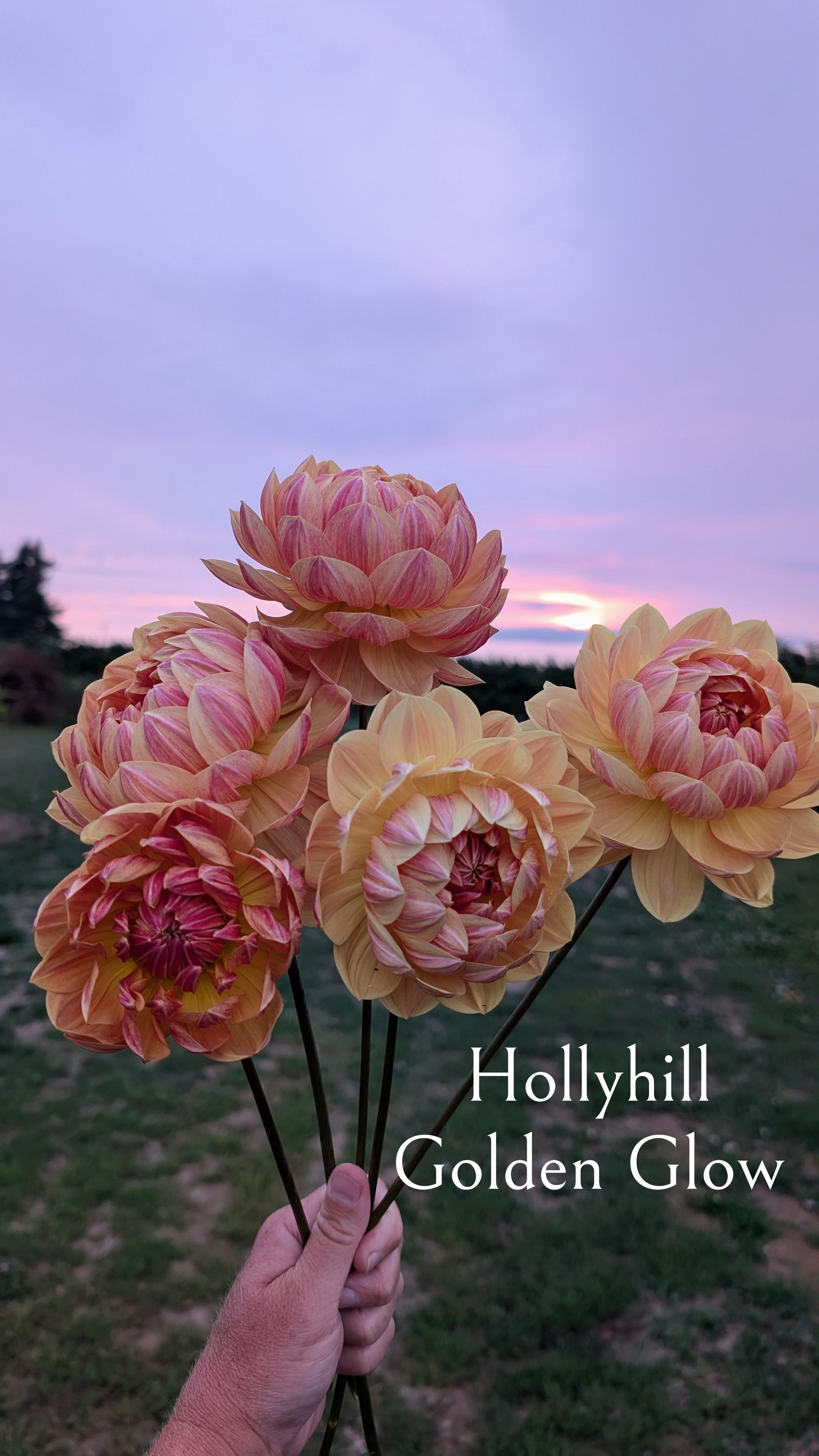 Hollyhill Golden Glow