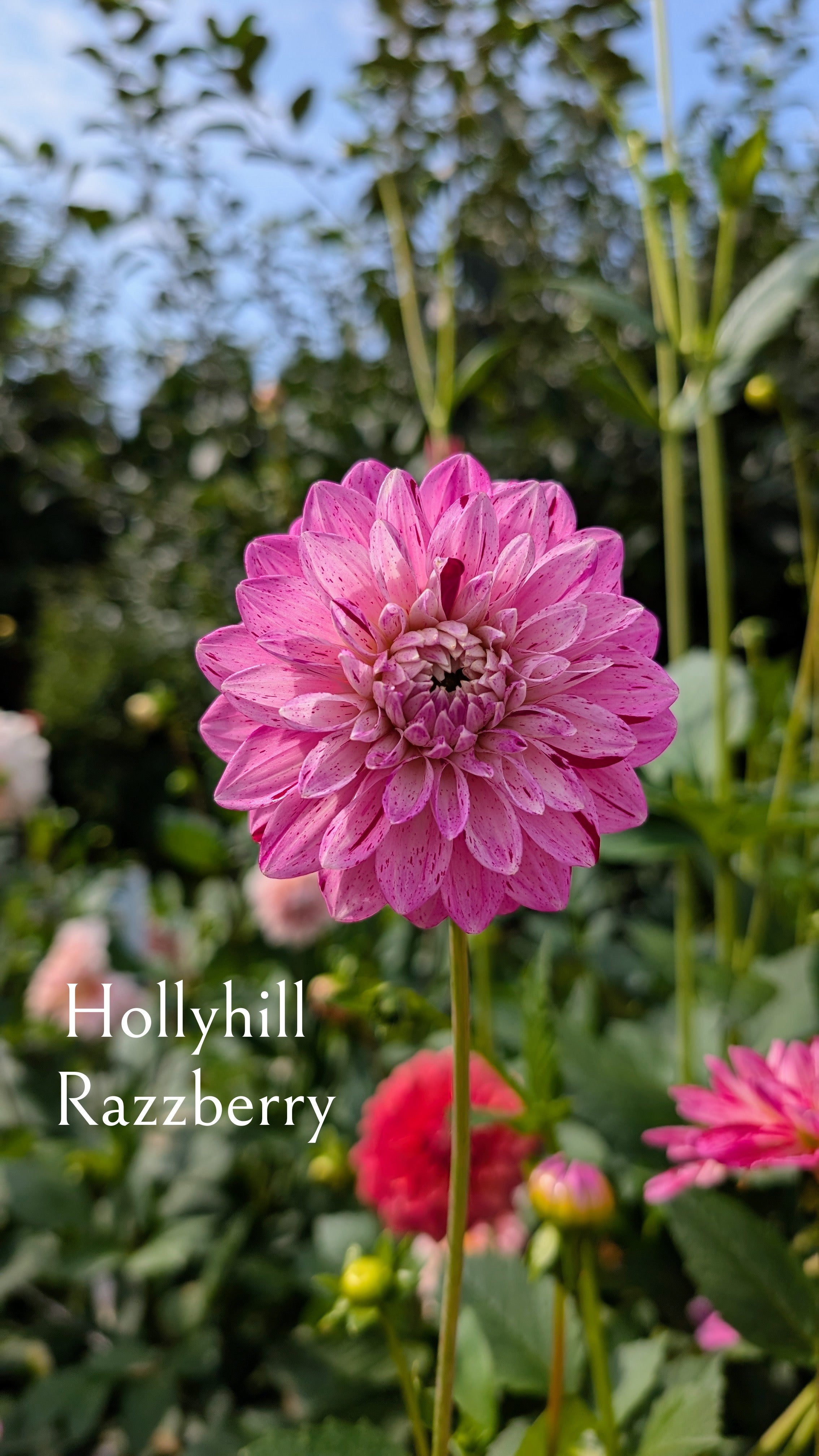 Hollyhill Razzberry