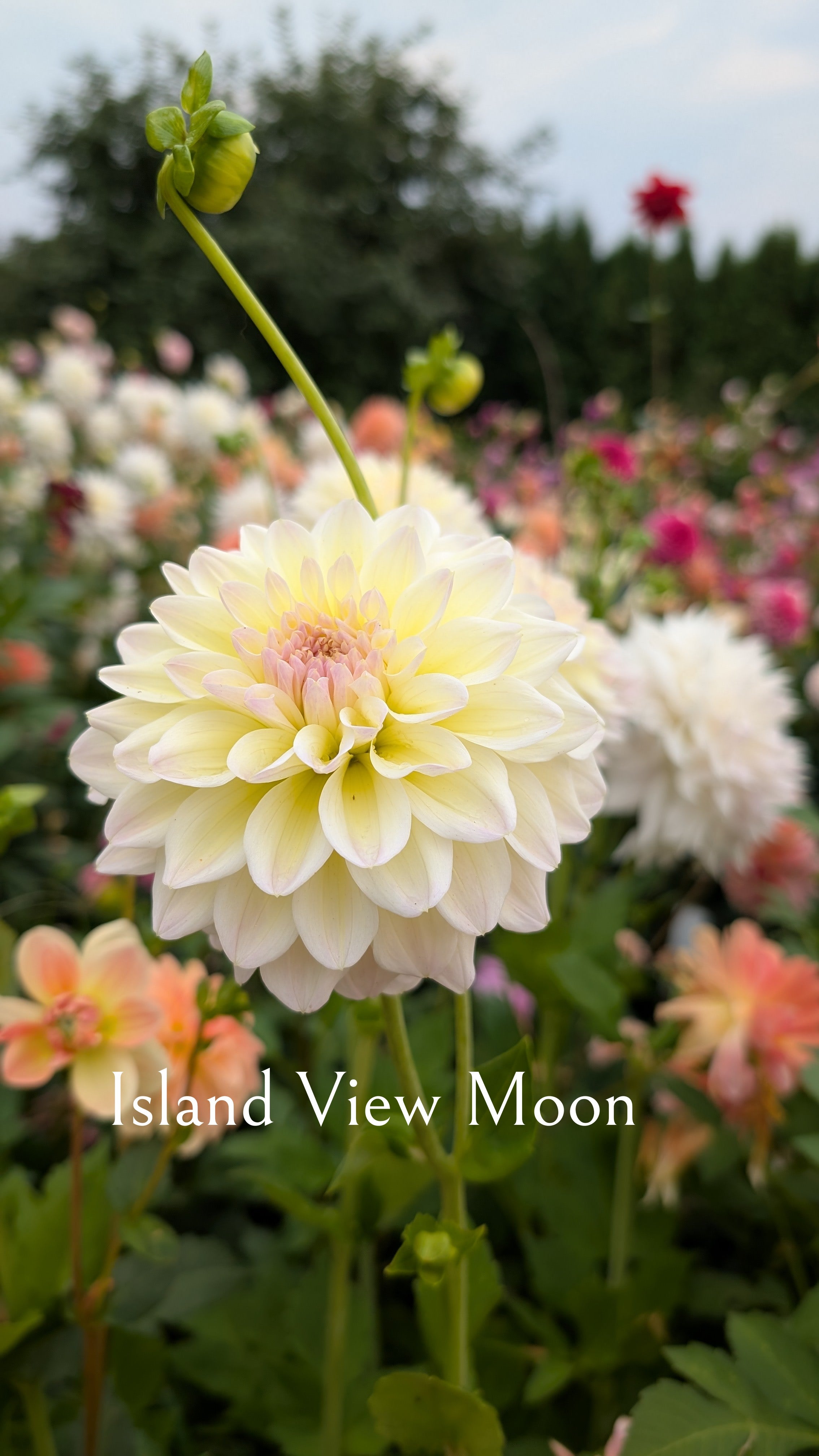Island View Moon