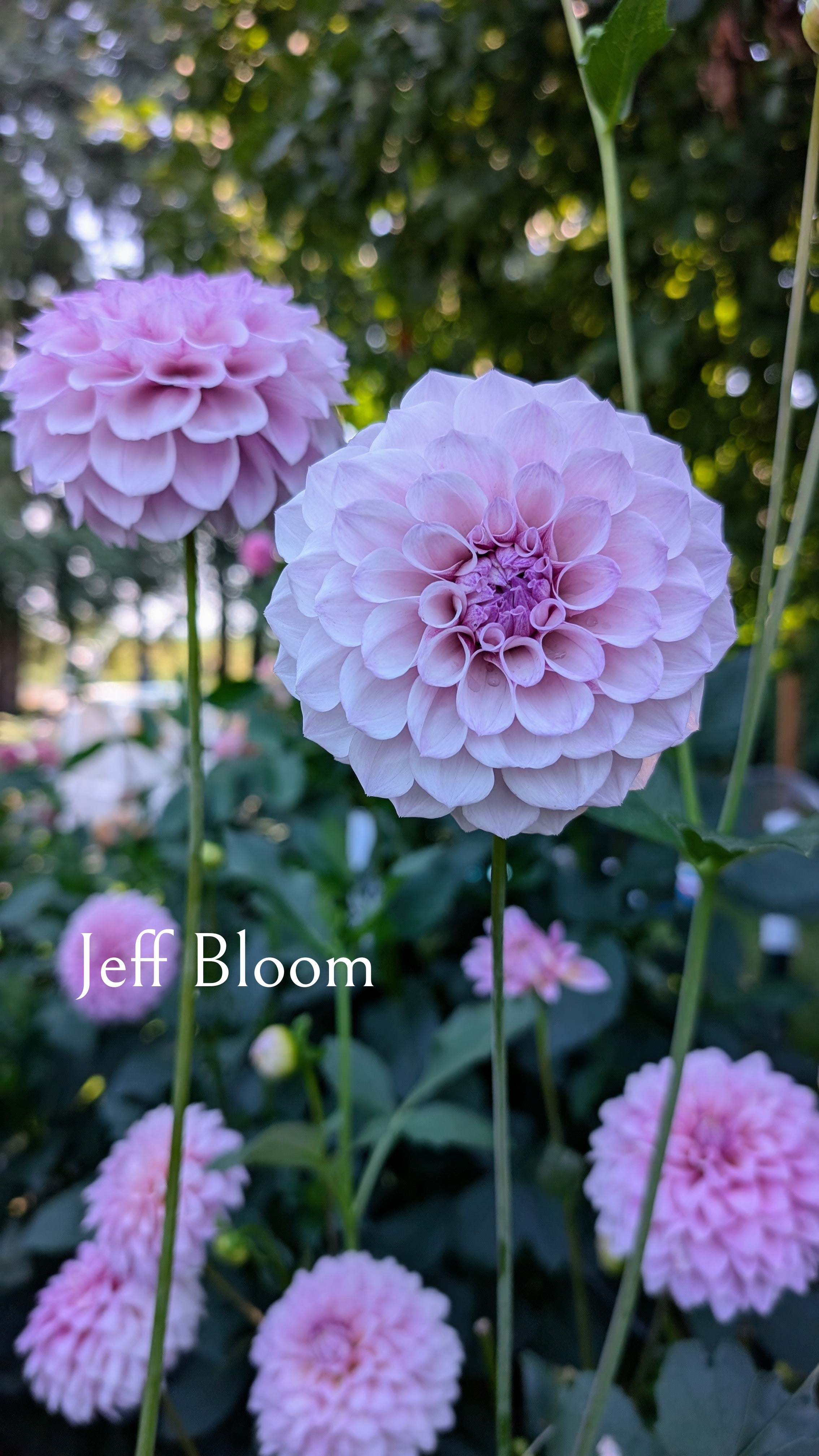 Jeff Bloom