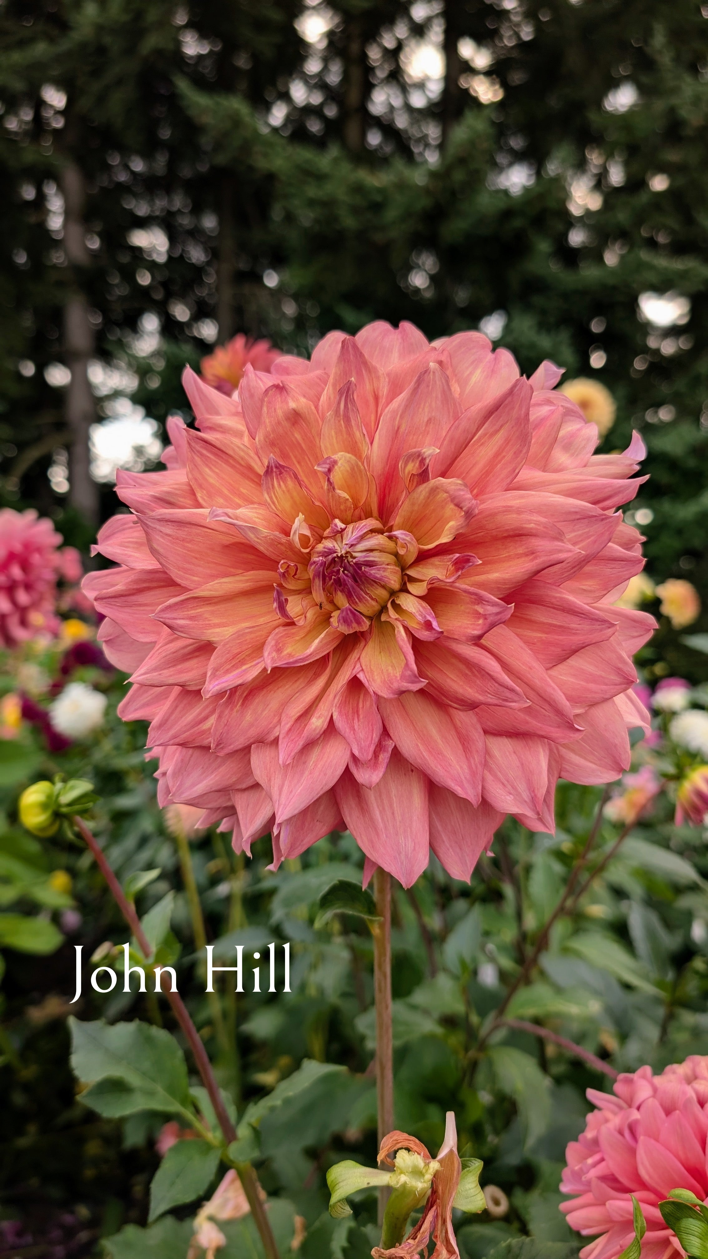 John Hill