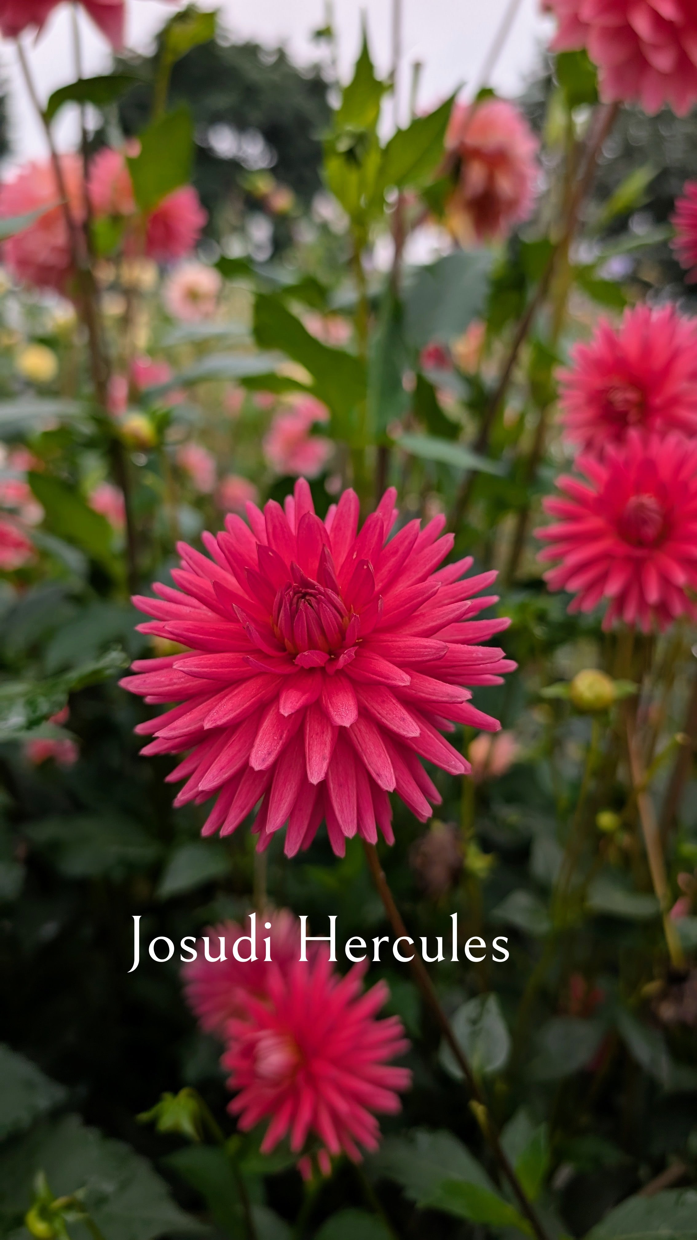 Josudi Hercules