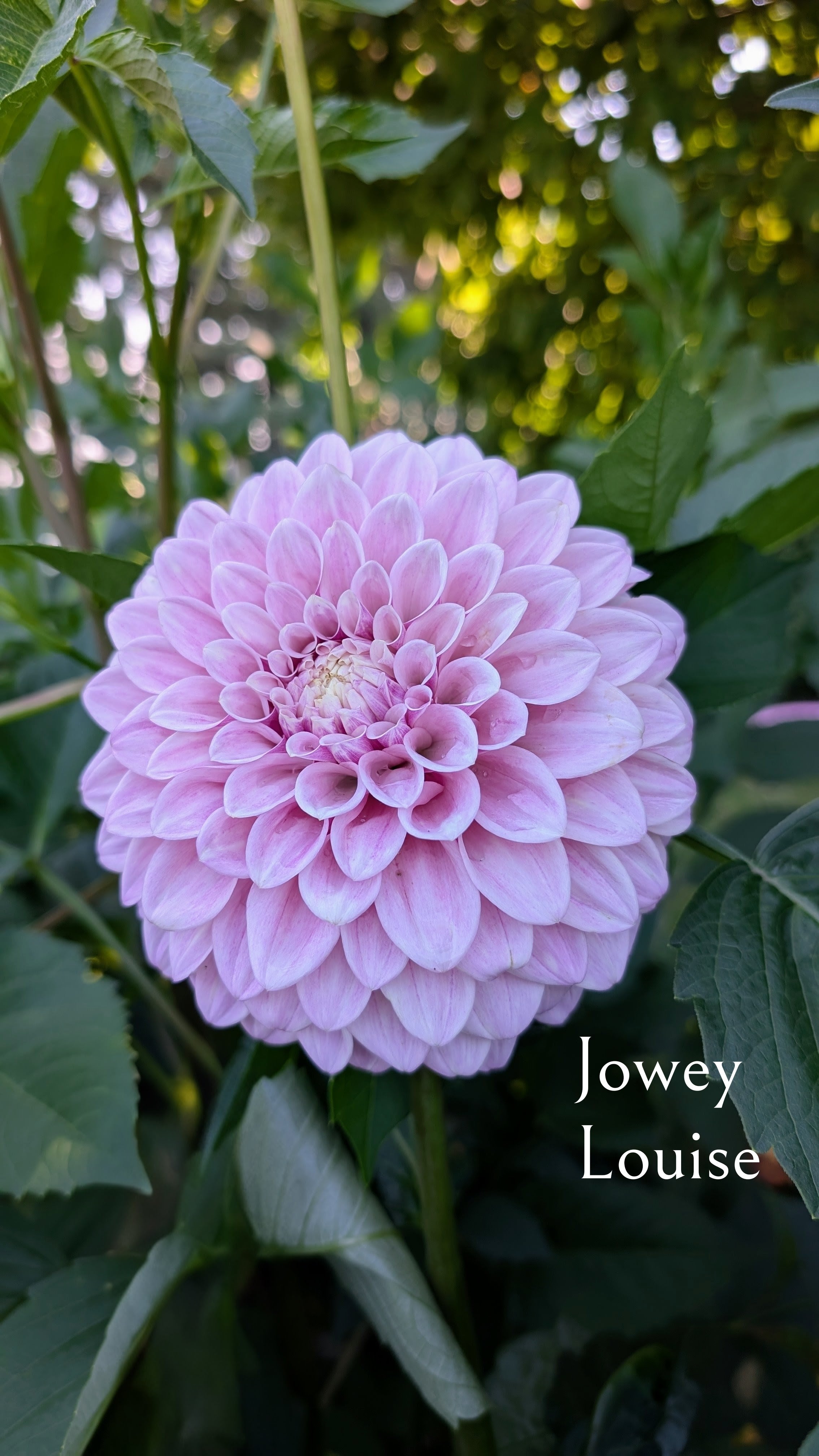 Jowey Louise