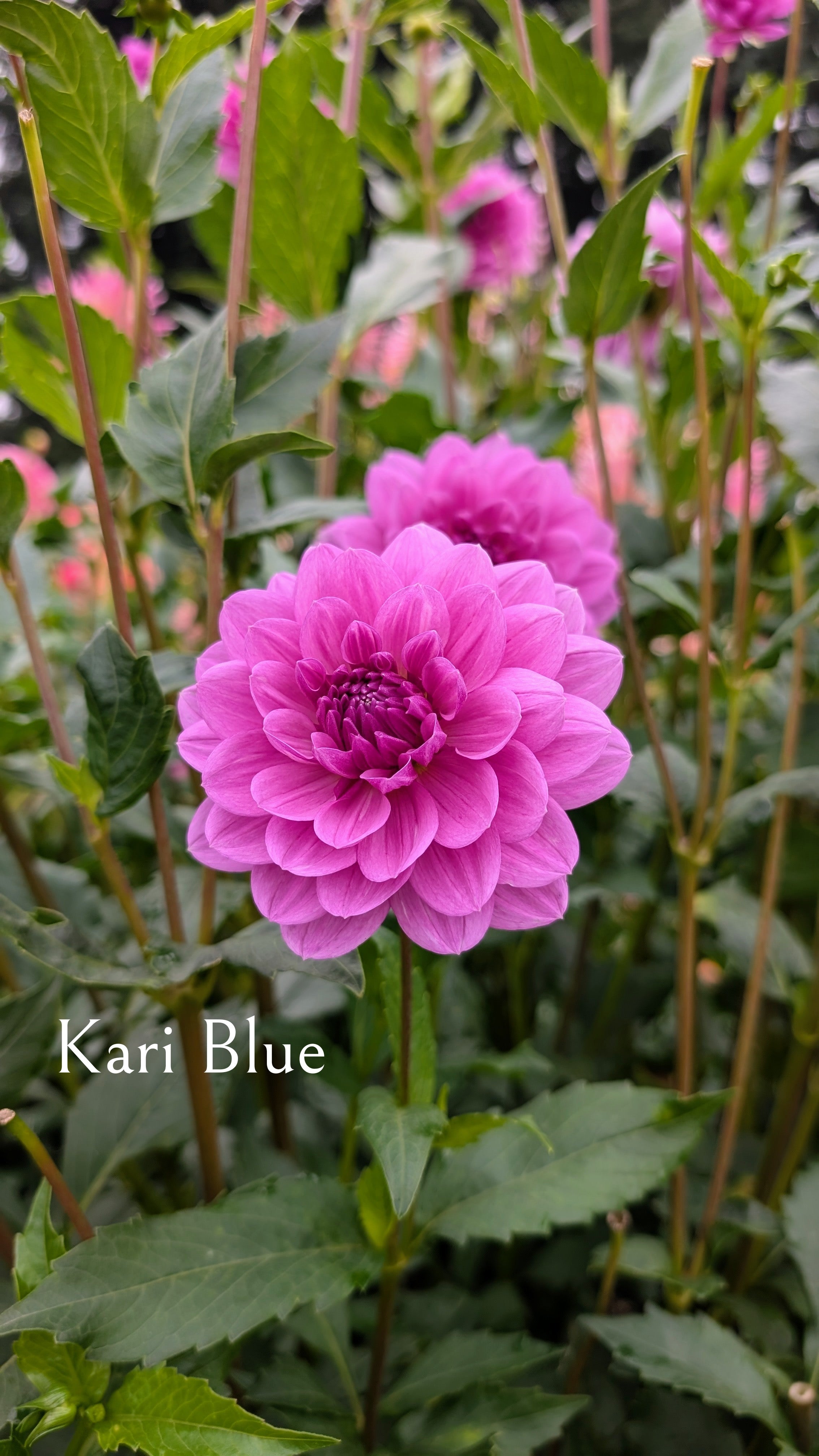 Kari Blue