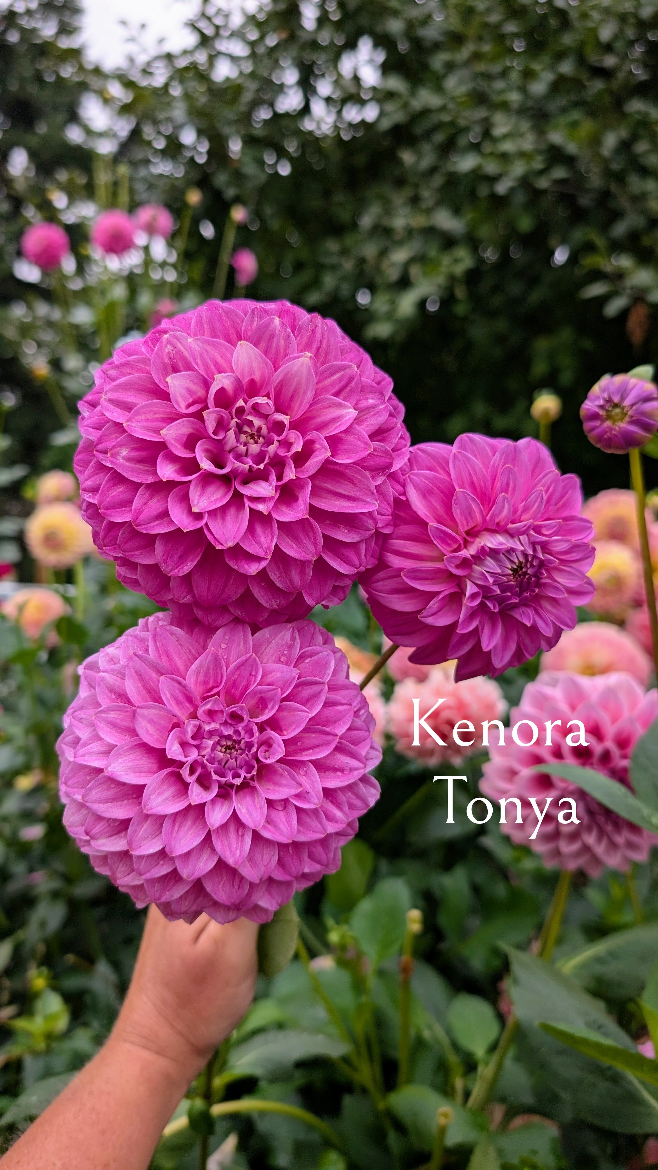 Kenora Tonya