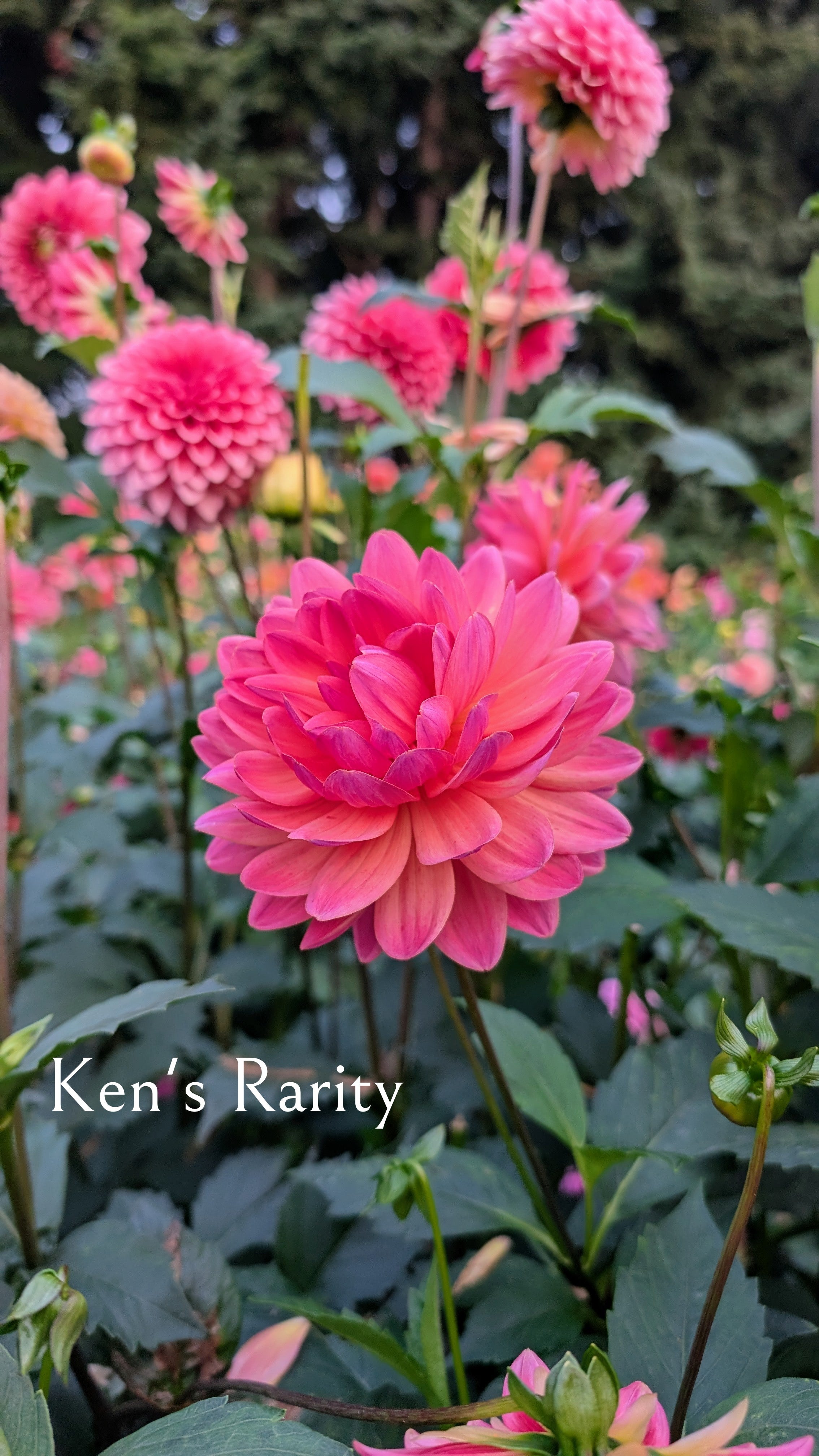 Ken's Rarity