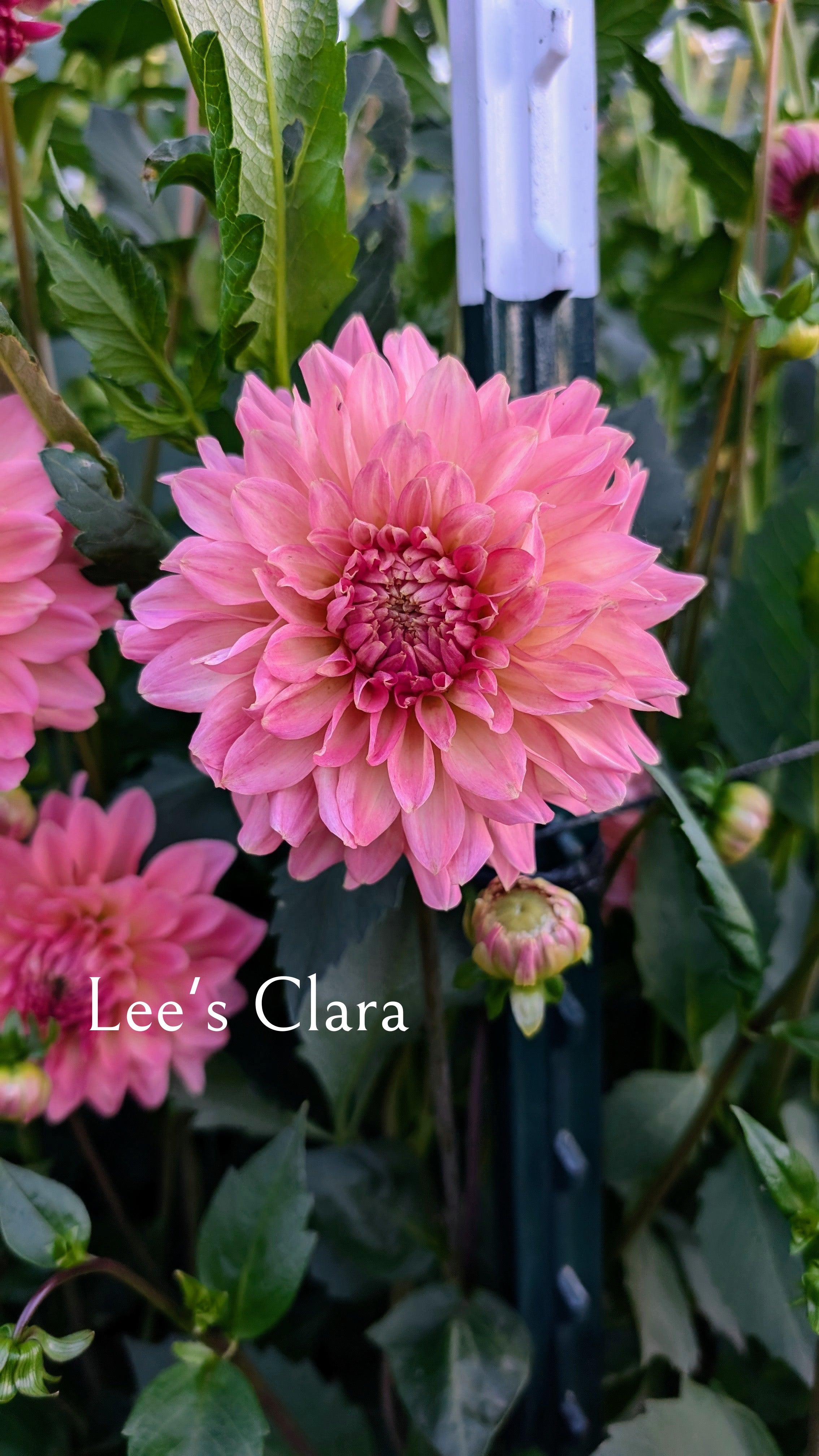 Lee's Clara