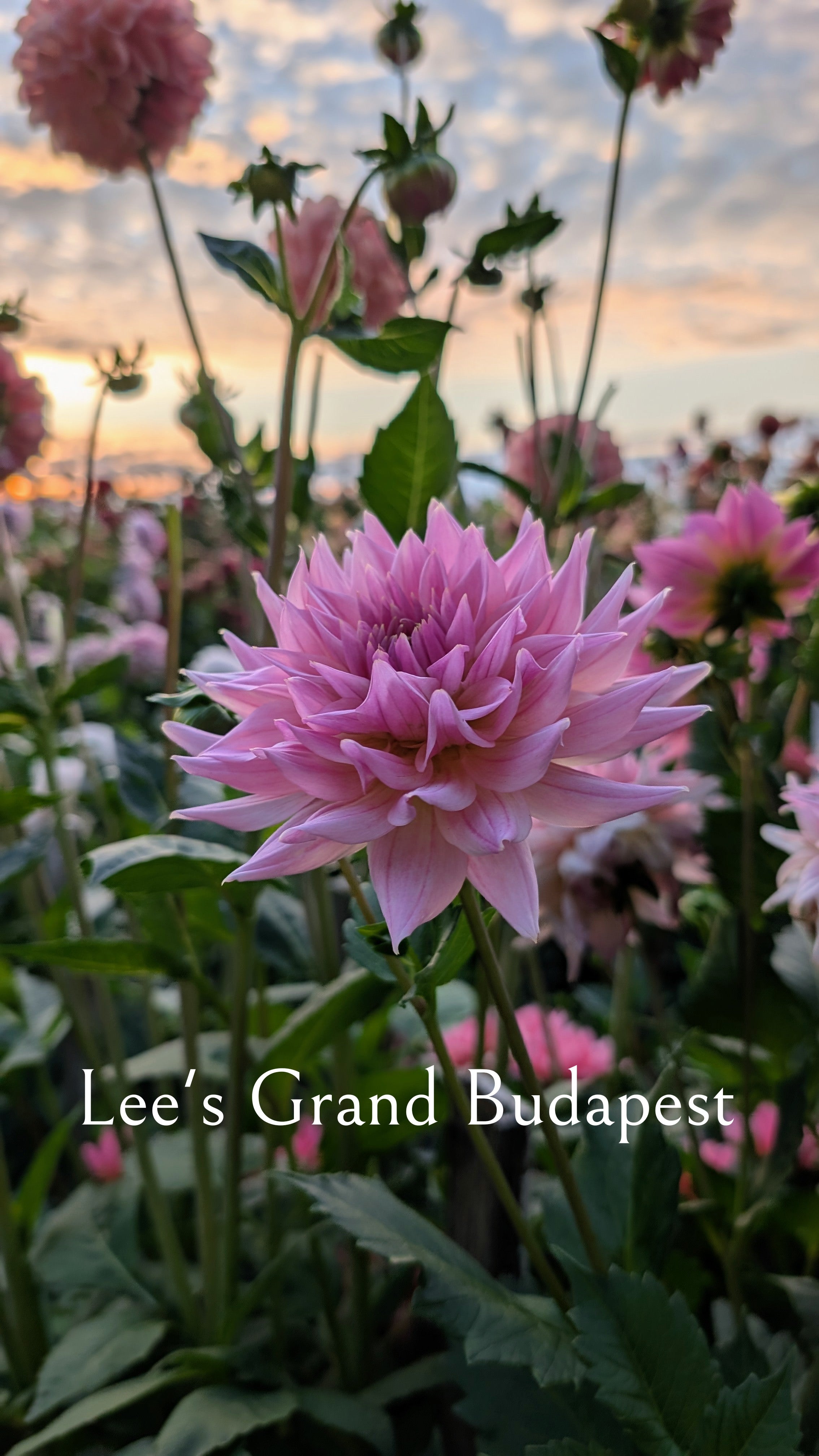 Lee's Grand Budapest