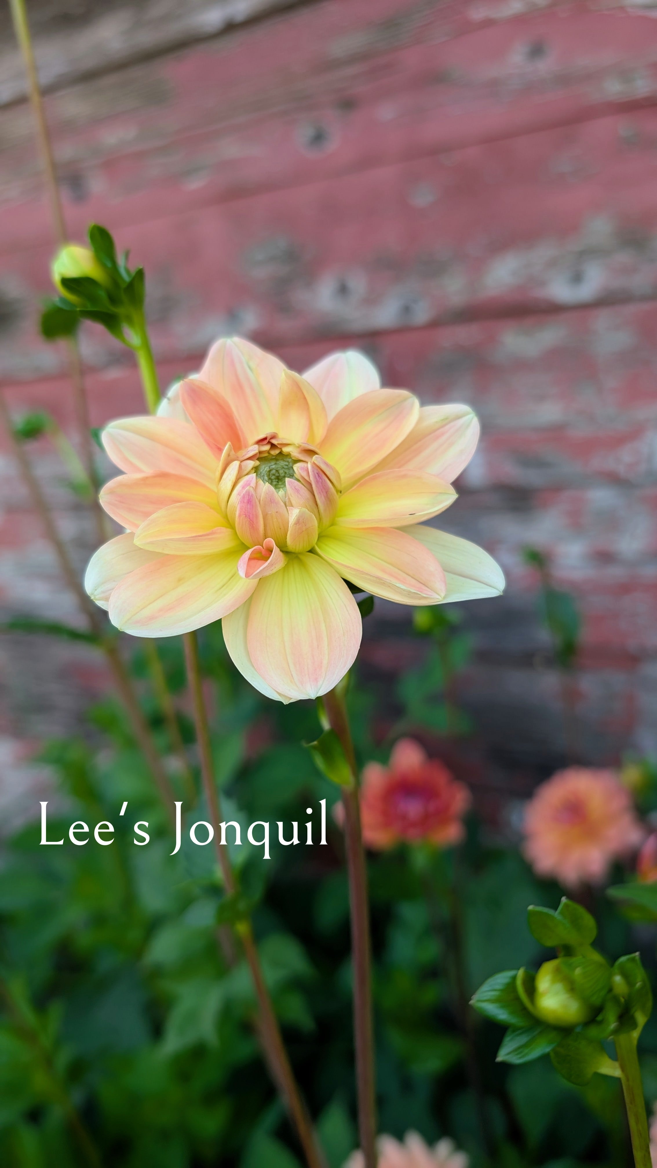 Lee's Jonquil