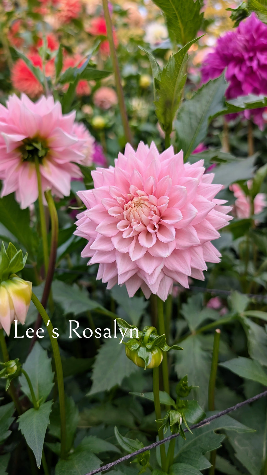 Lee's Rosalyn