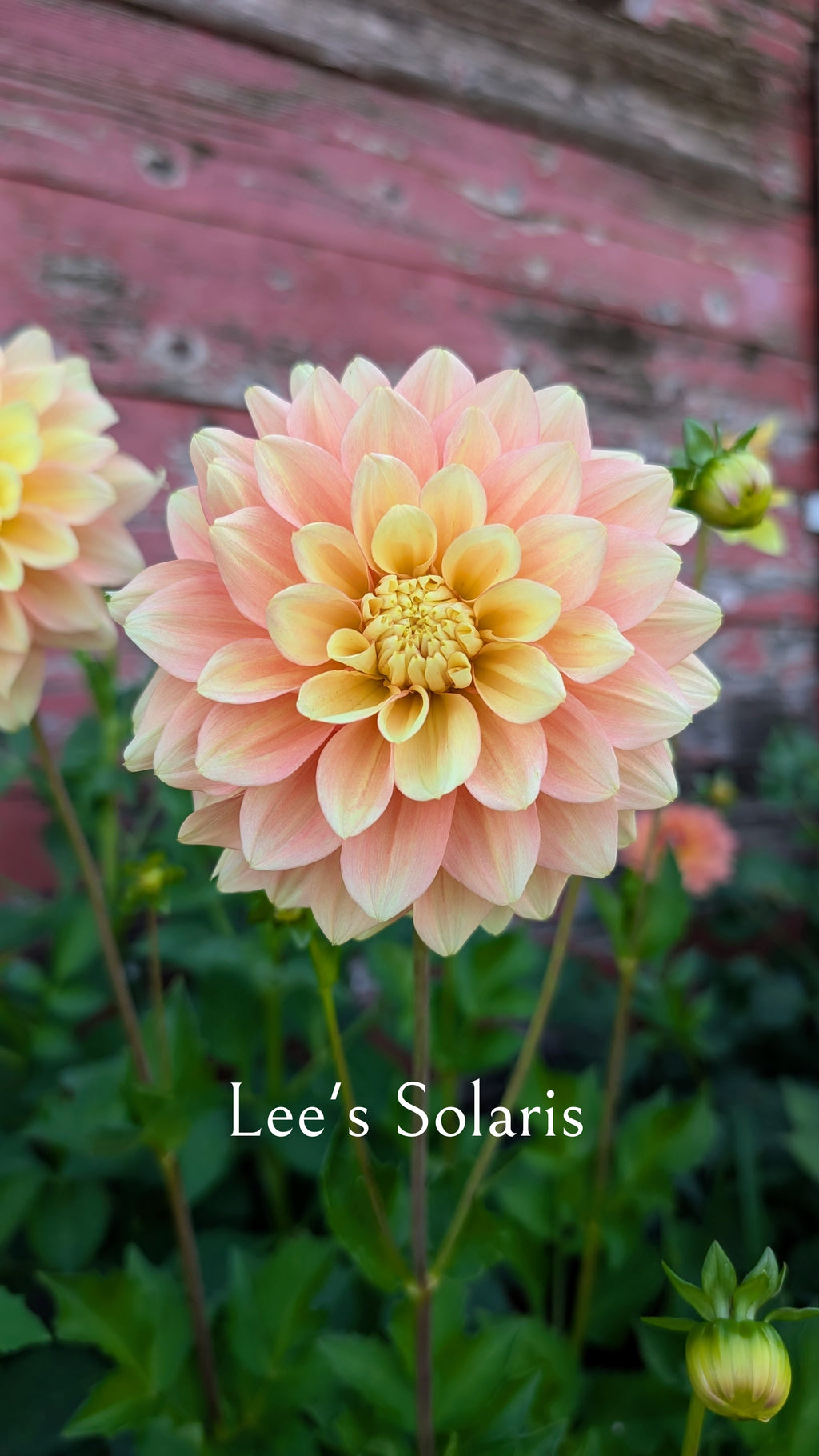 Lee's Solaris
