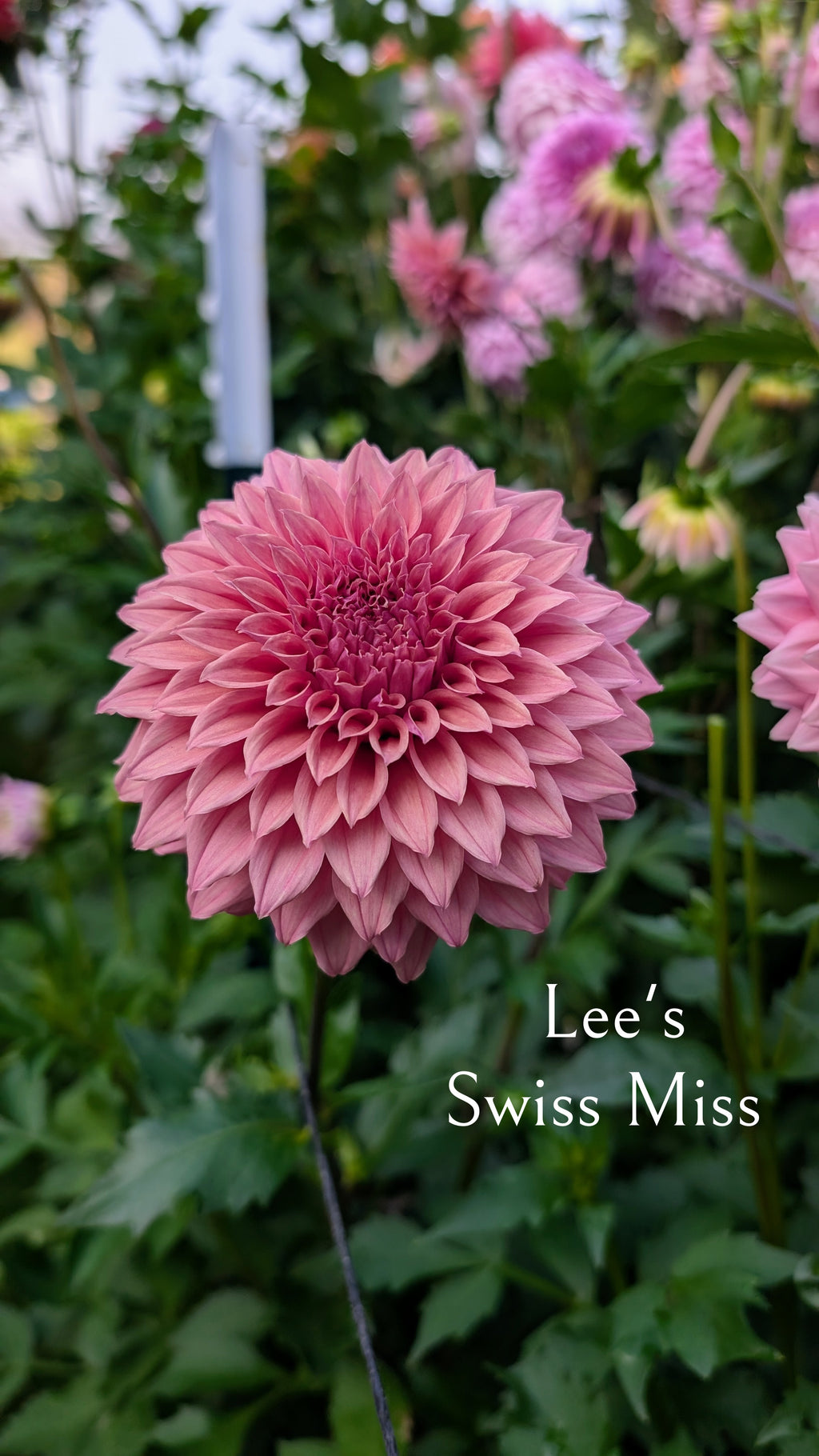 Lee's Swiss Miss