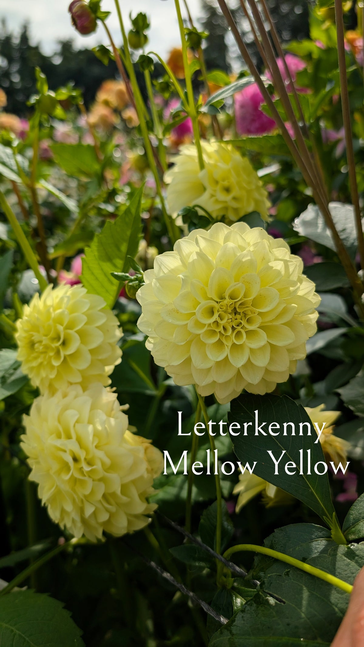 Letterkenny Mellow Yellow – Dandelion Lane Dahlias