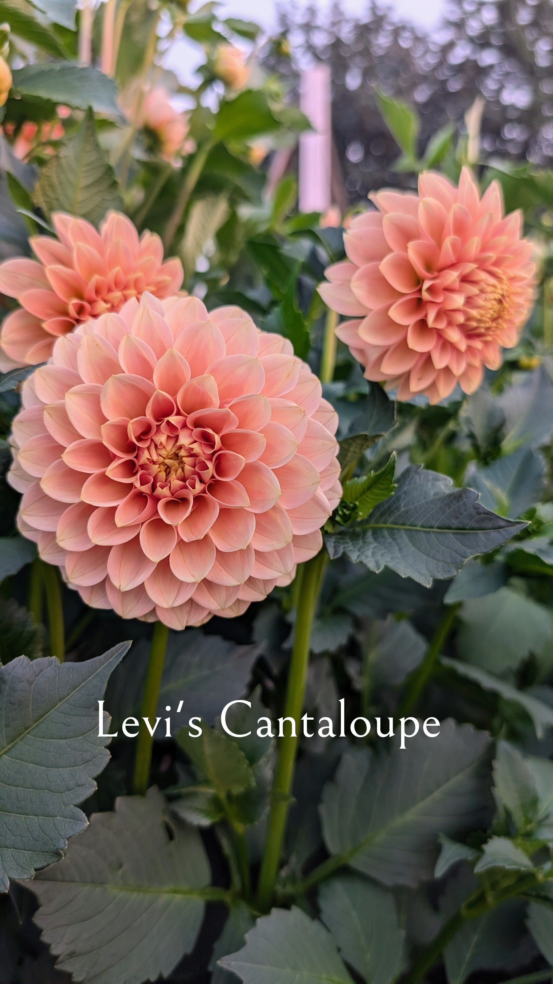 Levi's Cantaloupe