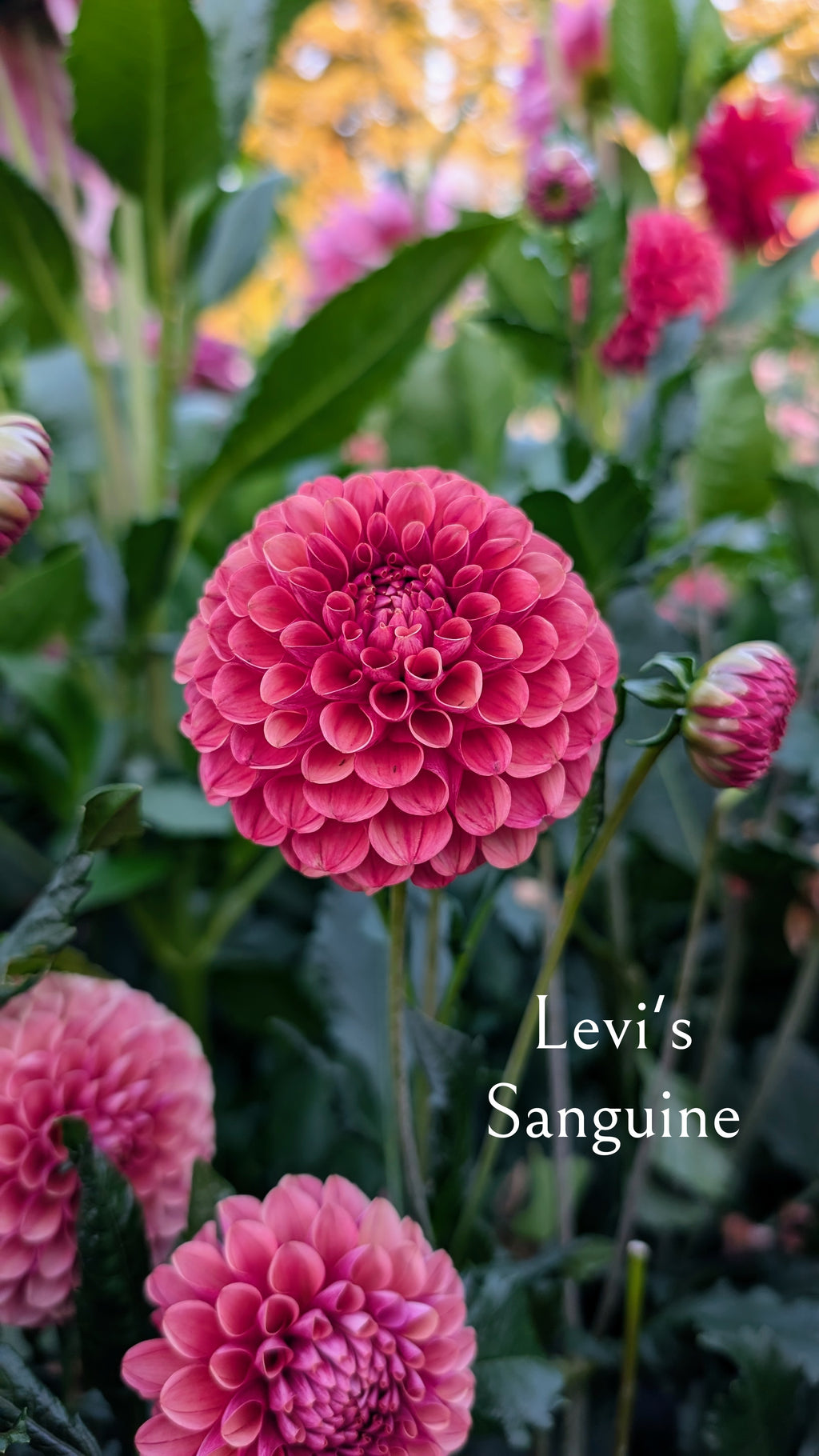 Levi's Sanguine