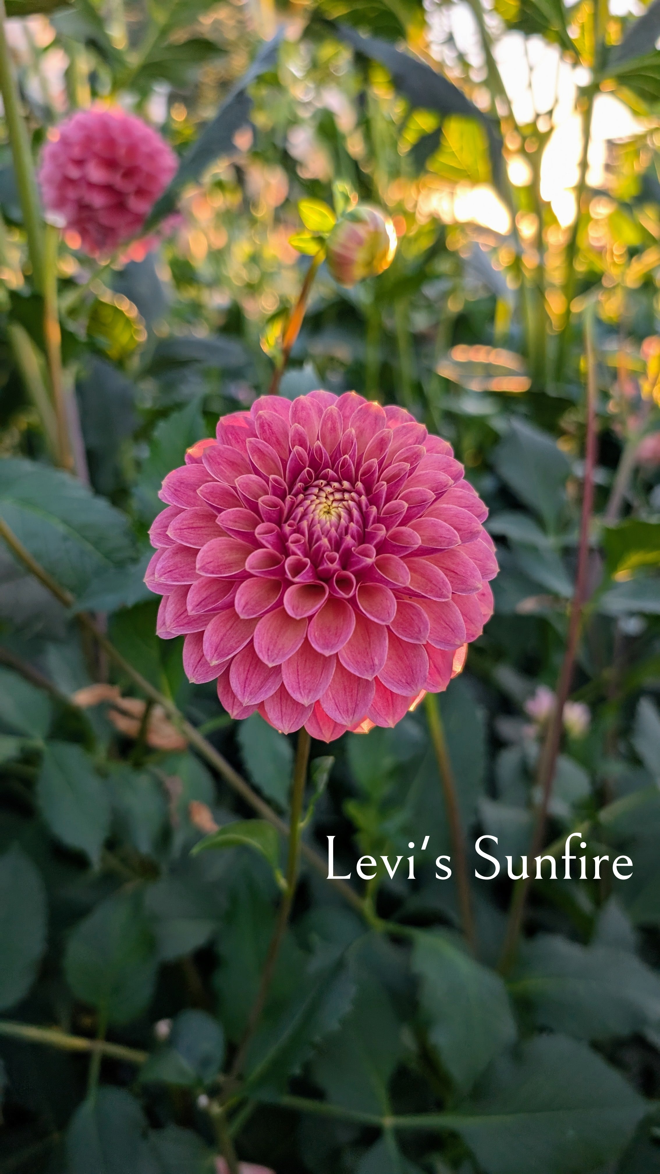 Levi's Sunfire