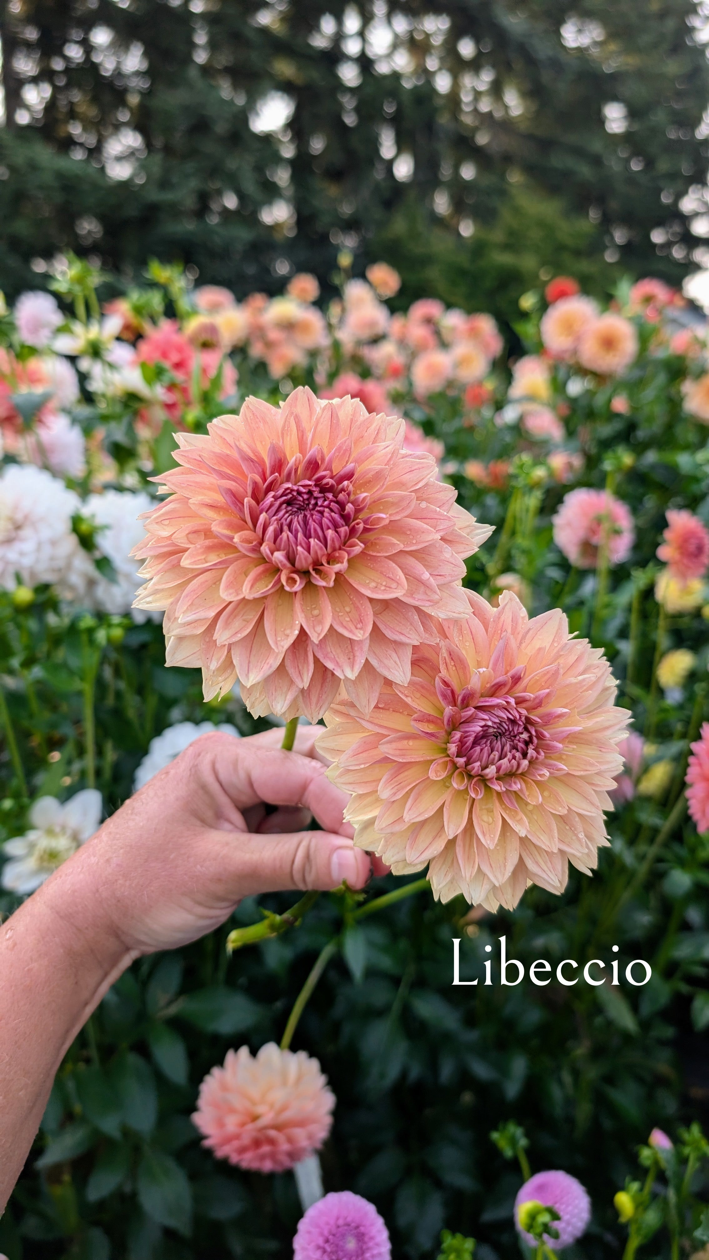 Libeccio