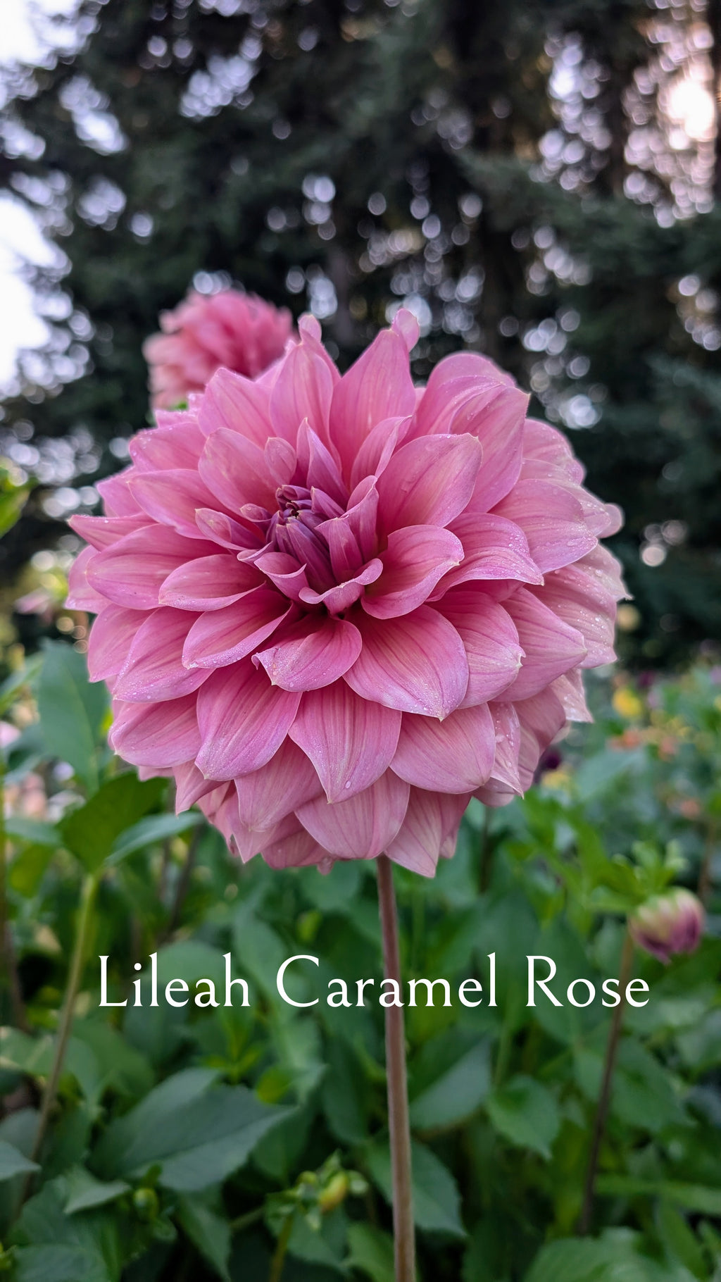 Lileah Caramel Rose