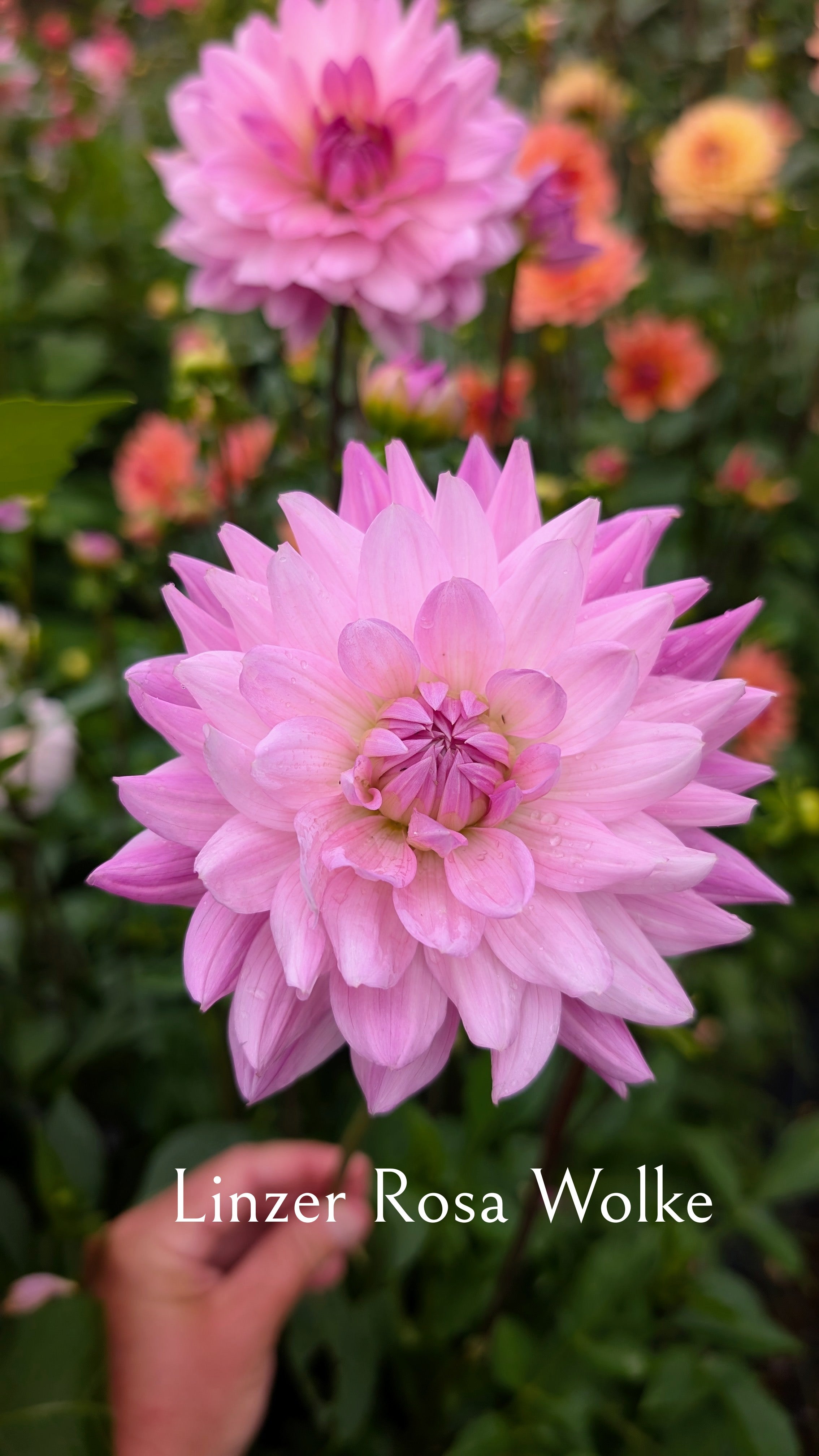 Linzer Rosa Wolke