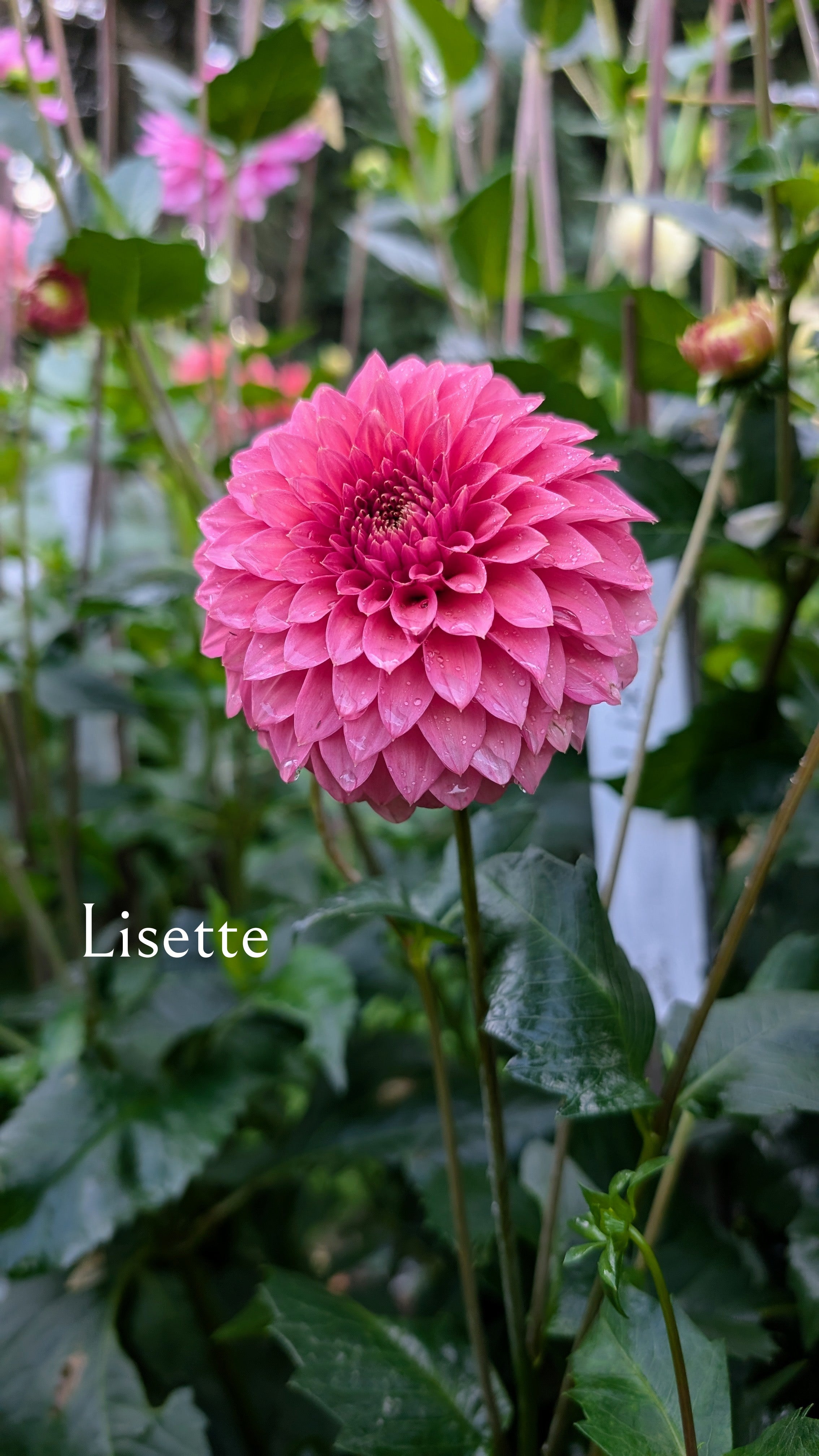 Lisette