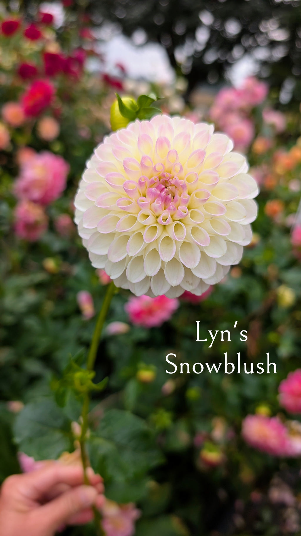 Lyn's Snowblush