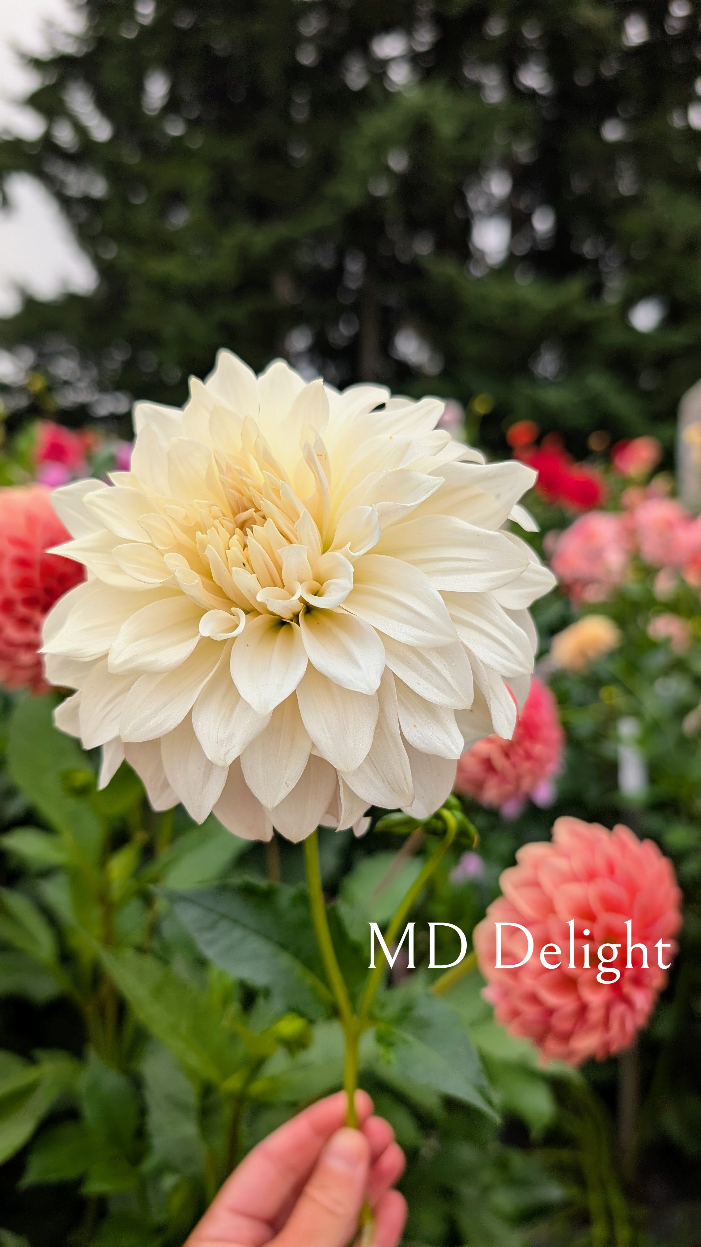 Mountain Diva Gardens (MD) Delight