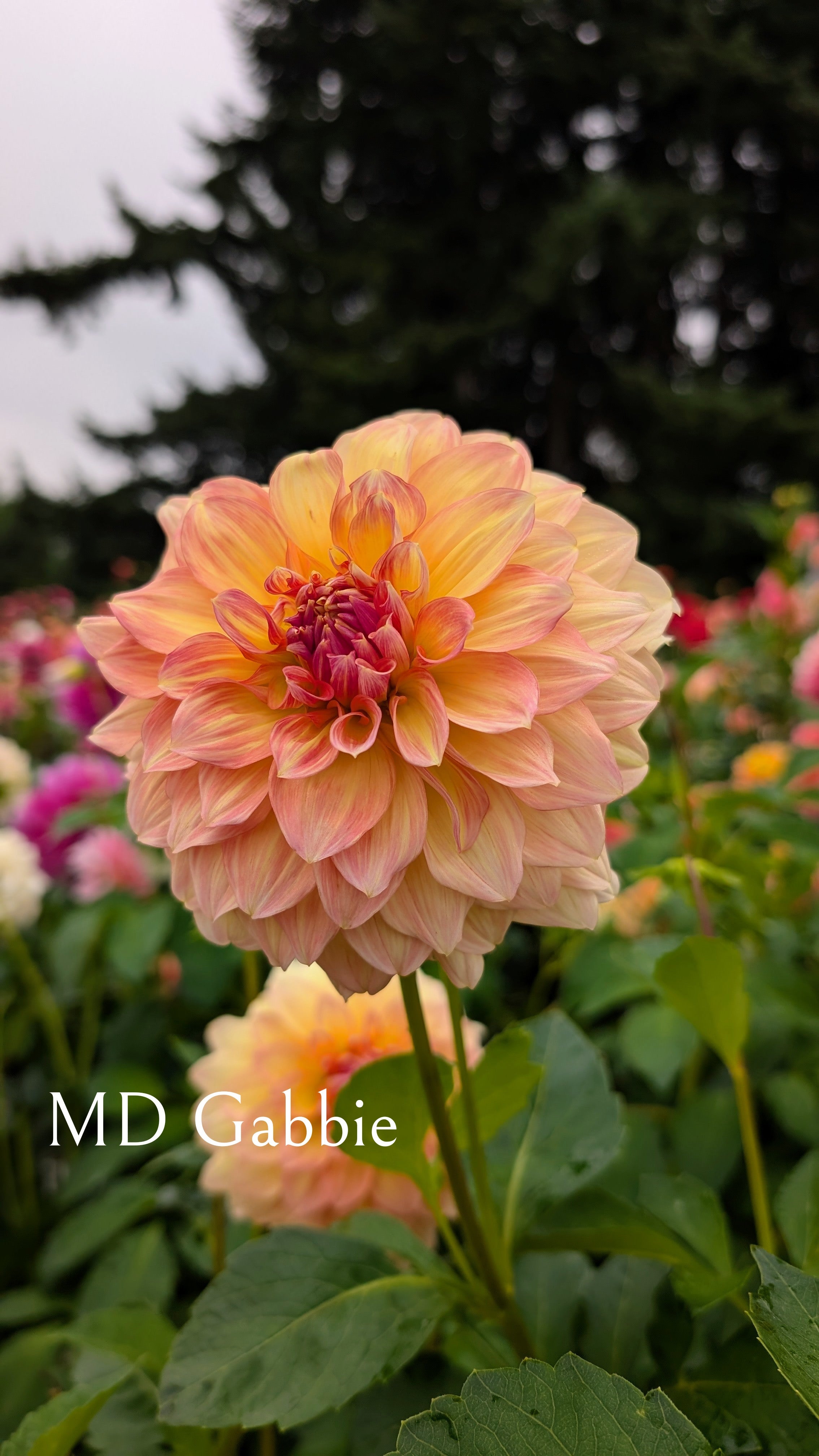 Mountain Diva Gardens (MD) Gabbie