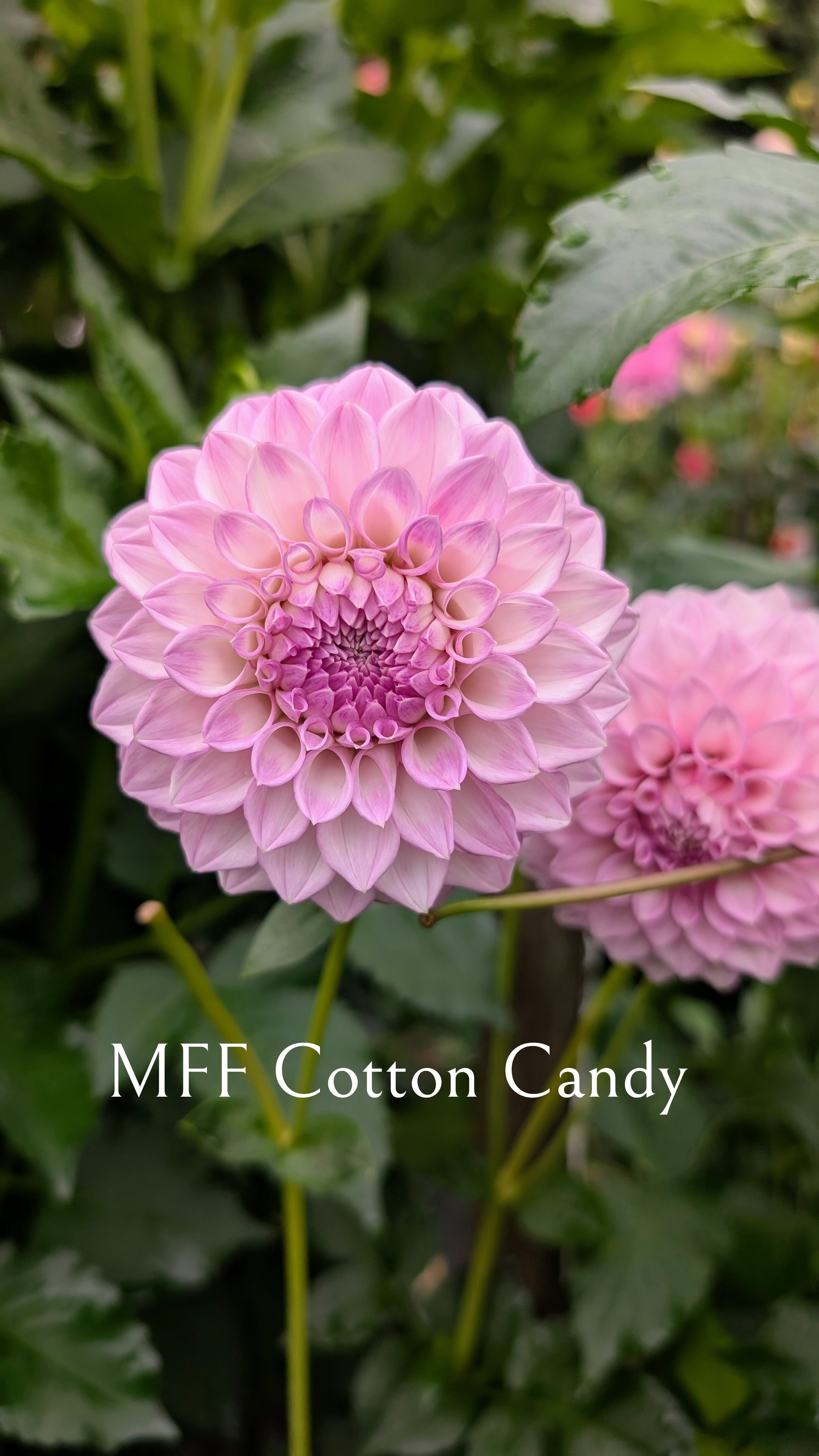 Murtha Flower Farm (MFF) Cotton Candy