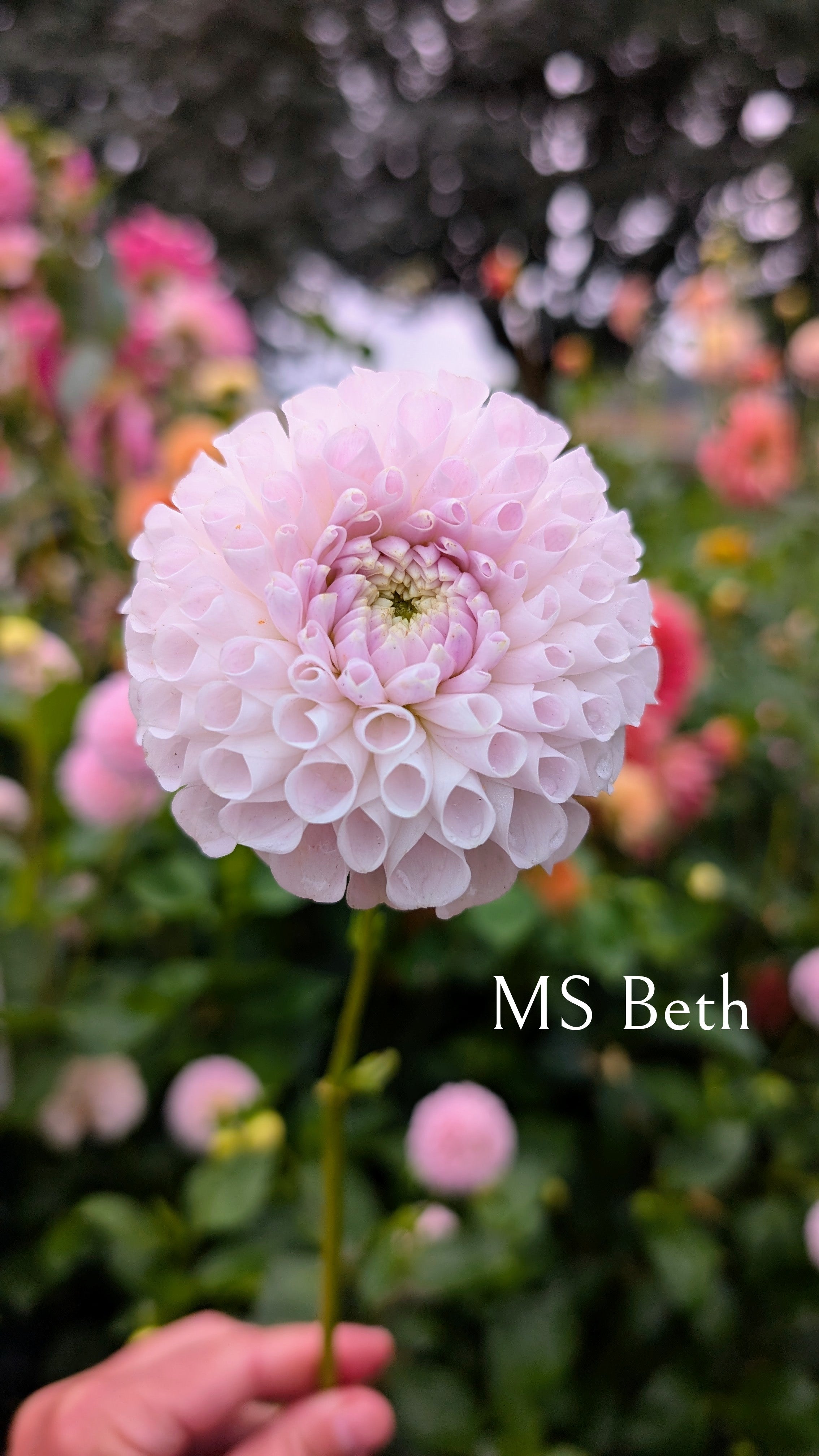 MS Beth