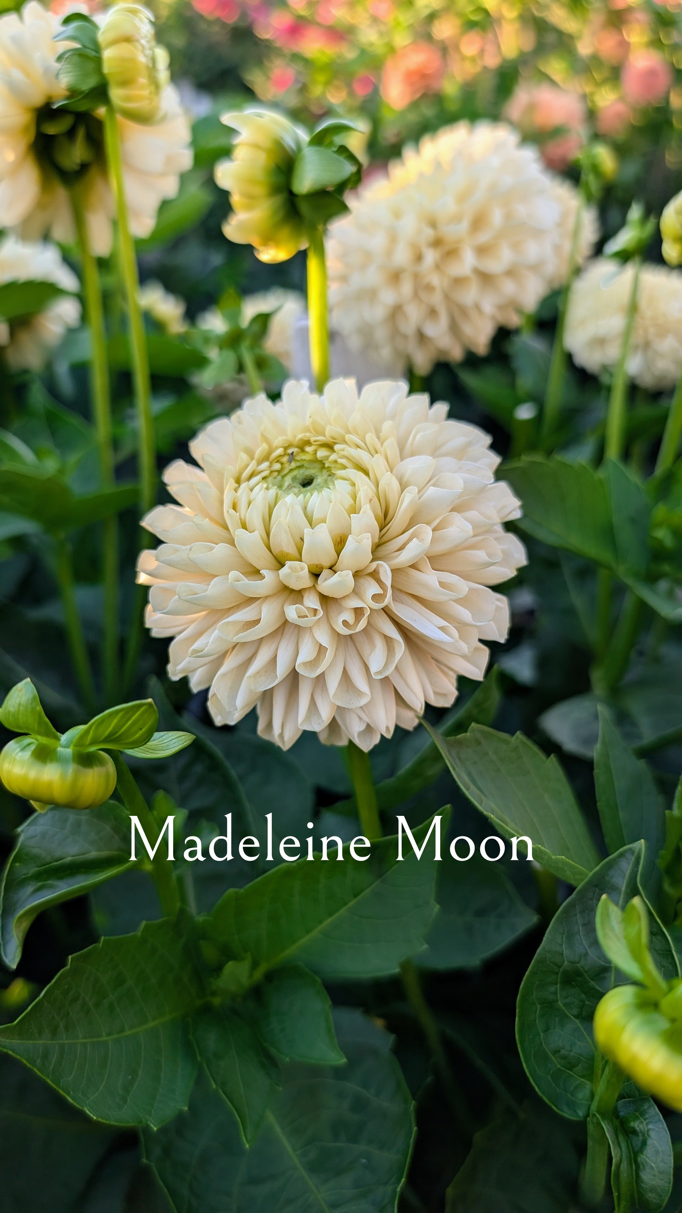 Madeleine Moon