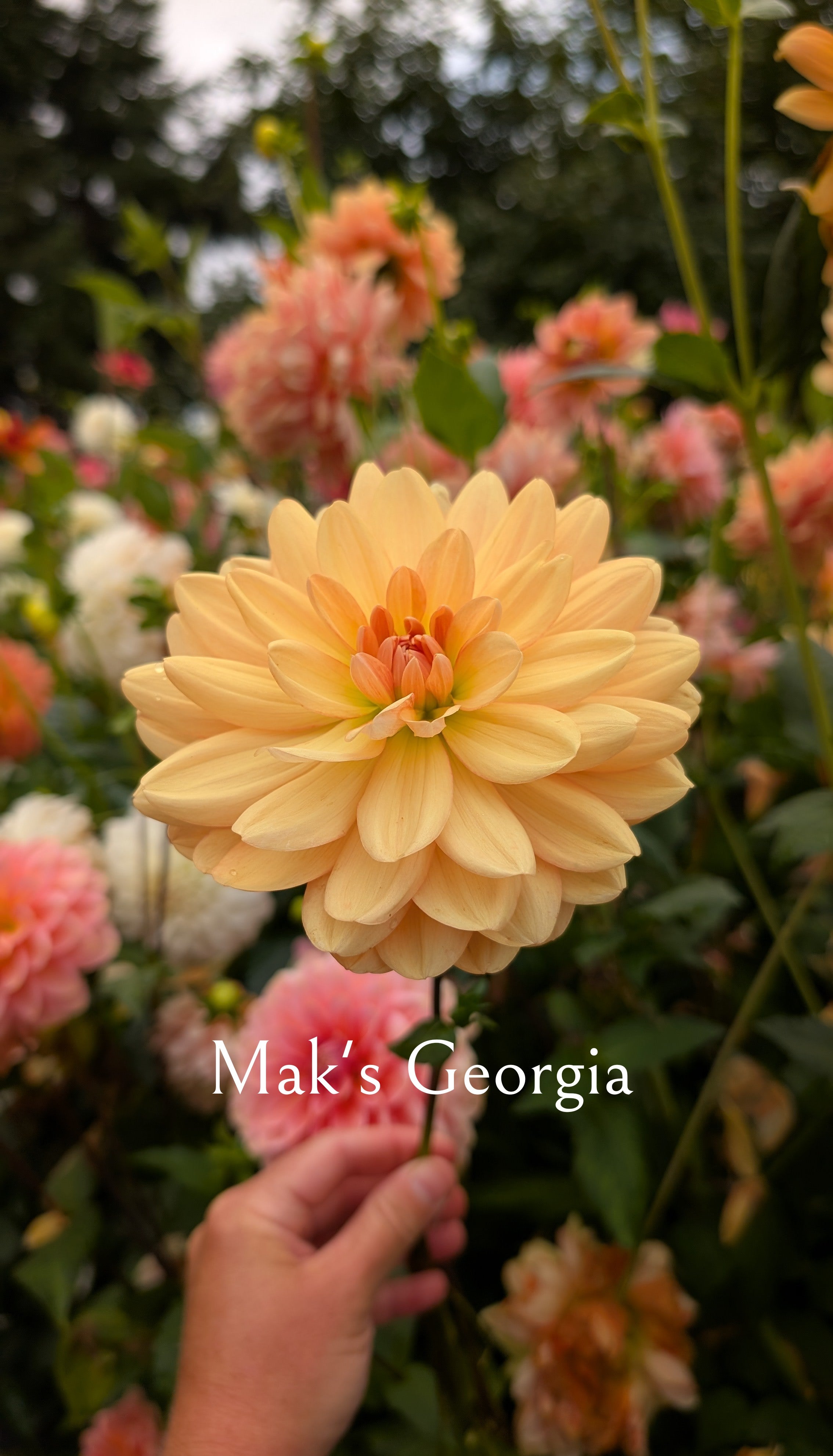 Mak's Georgia