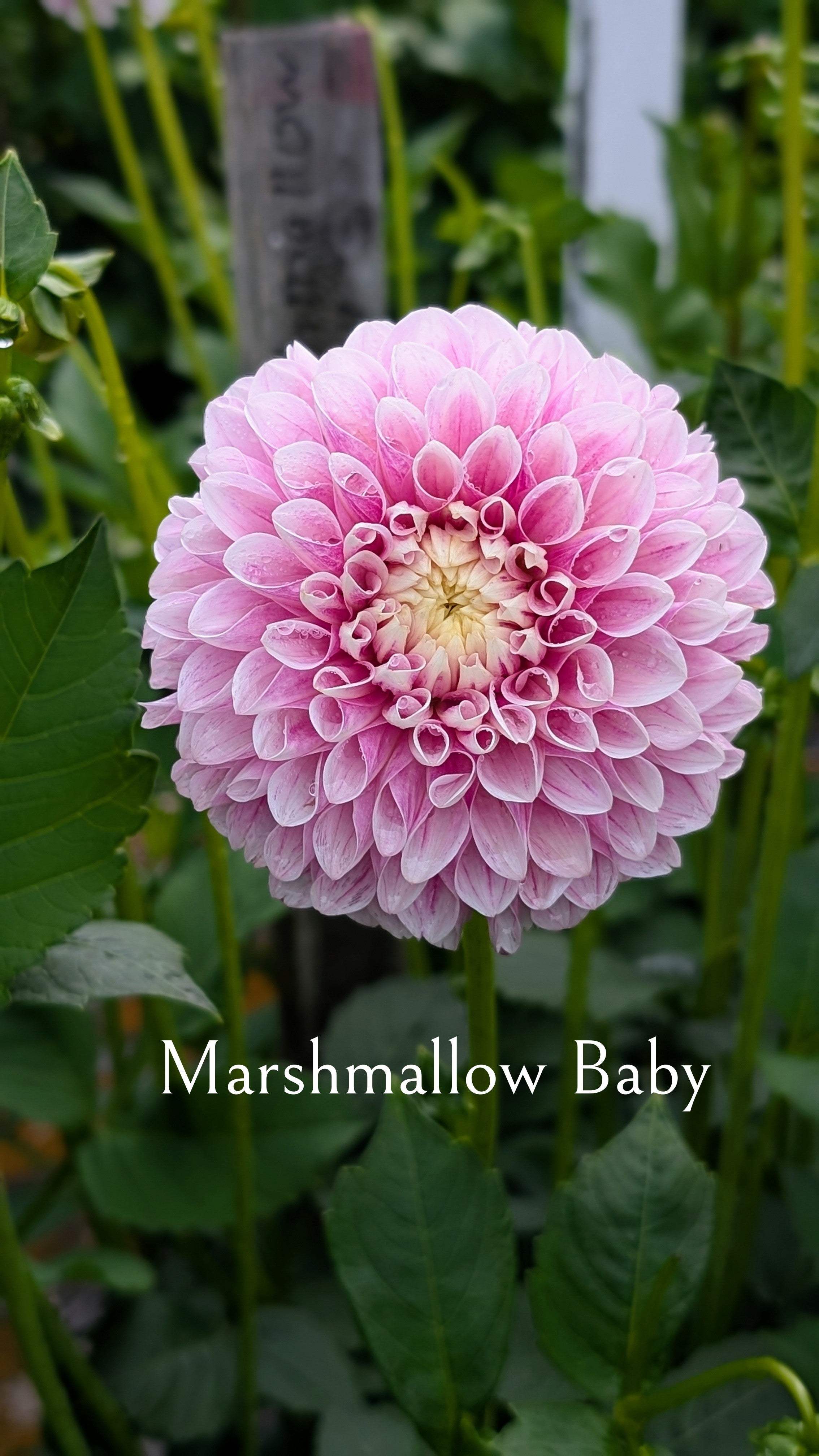 Marshmallow Baby