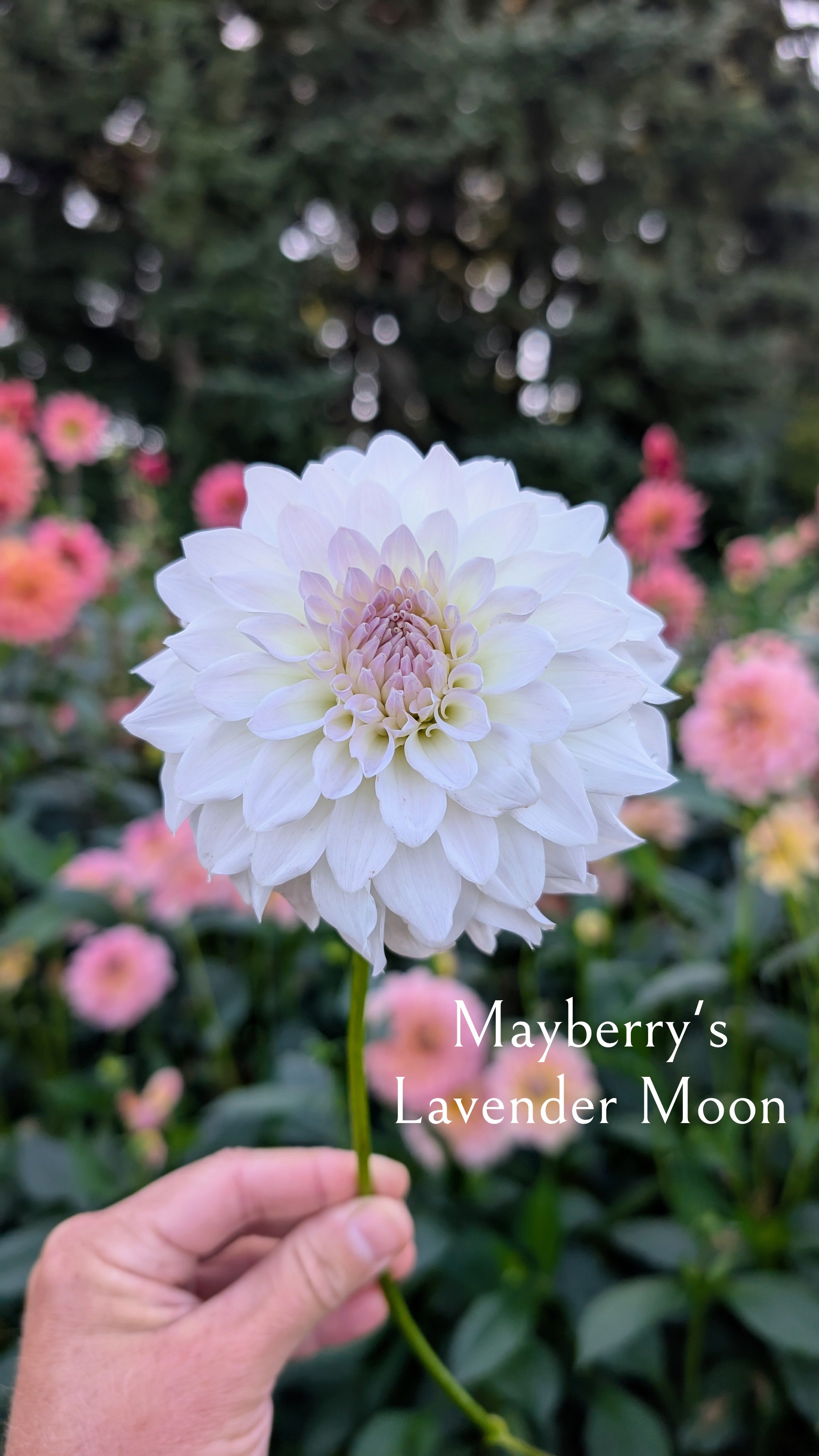 Mayberry's Lavender Moon