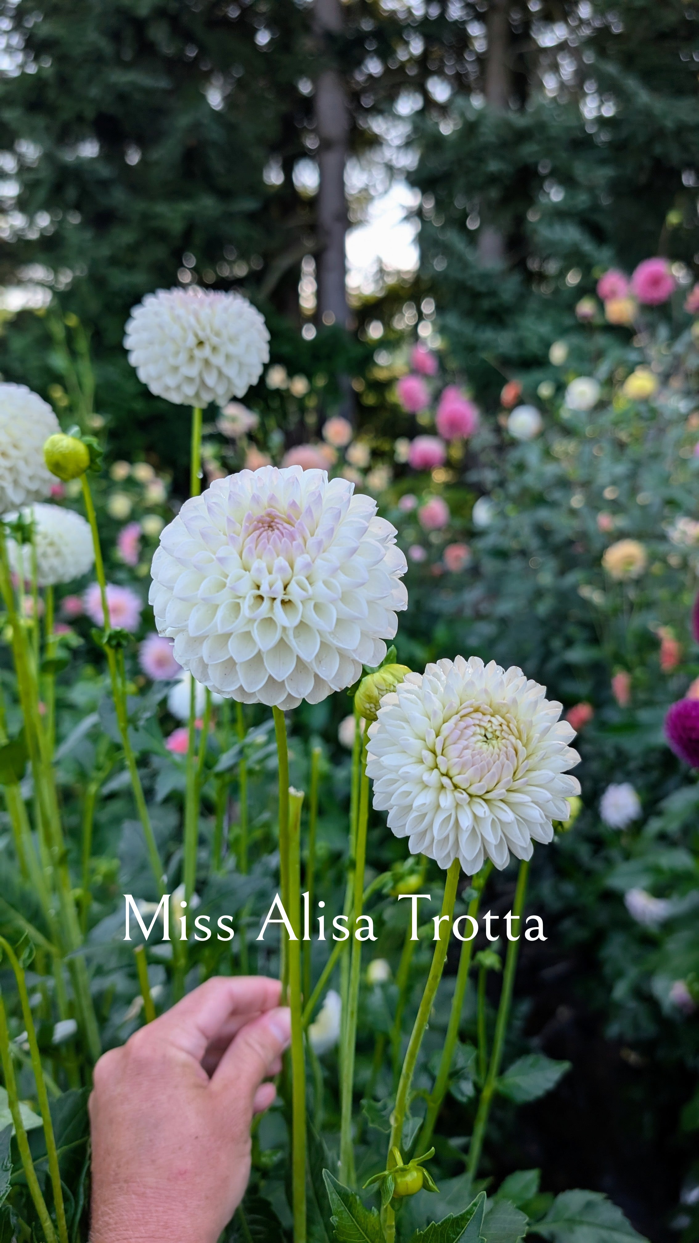 Miss Alissa Trotta
