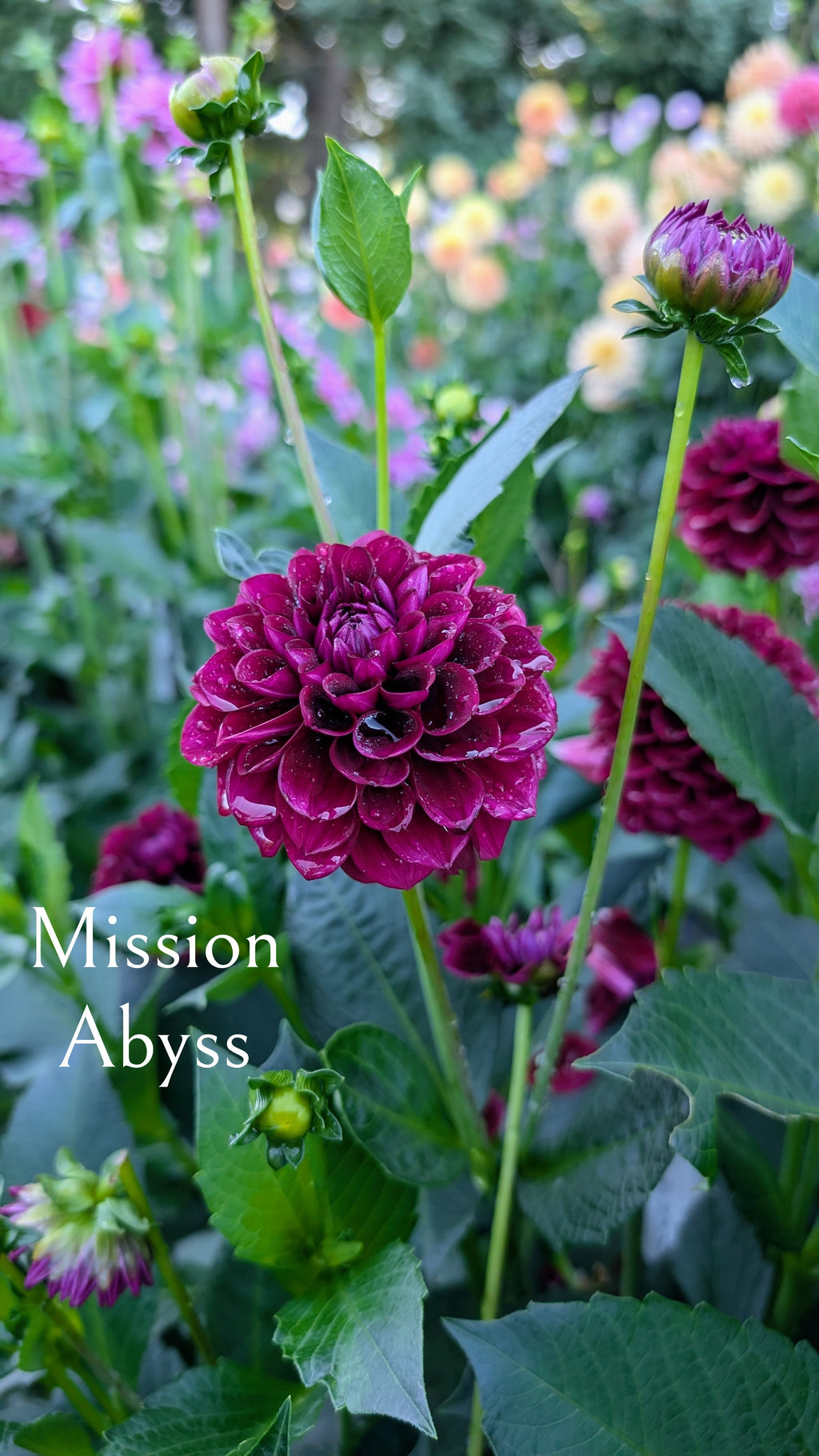 Mission Abyss