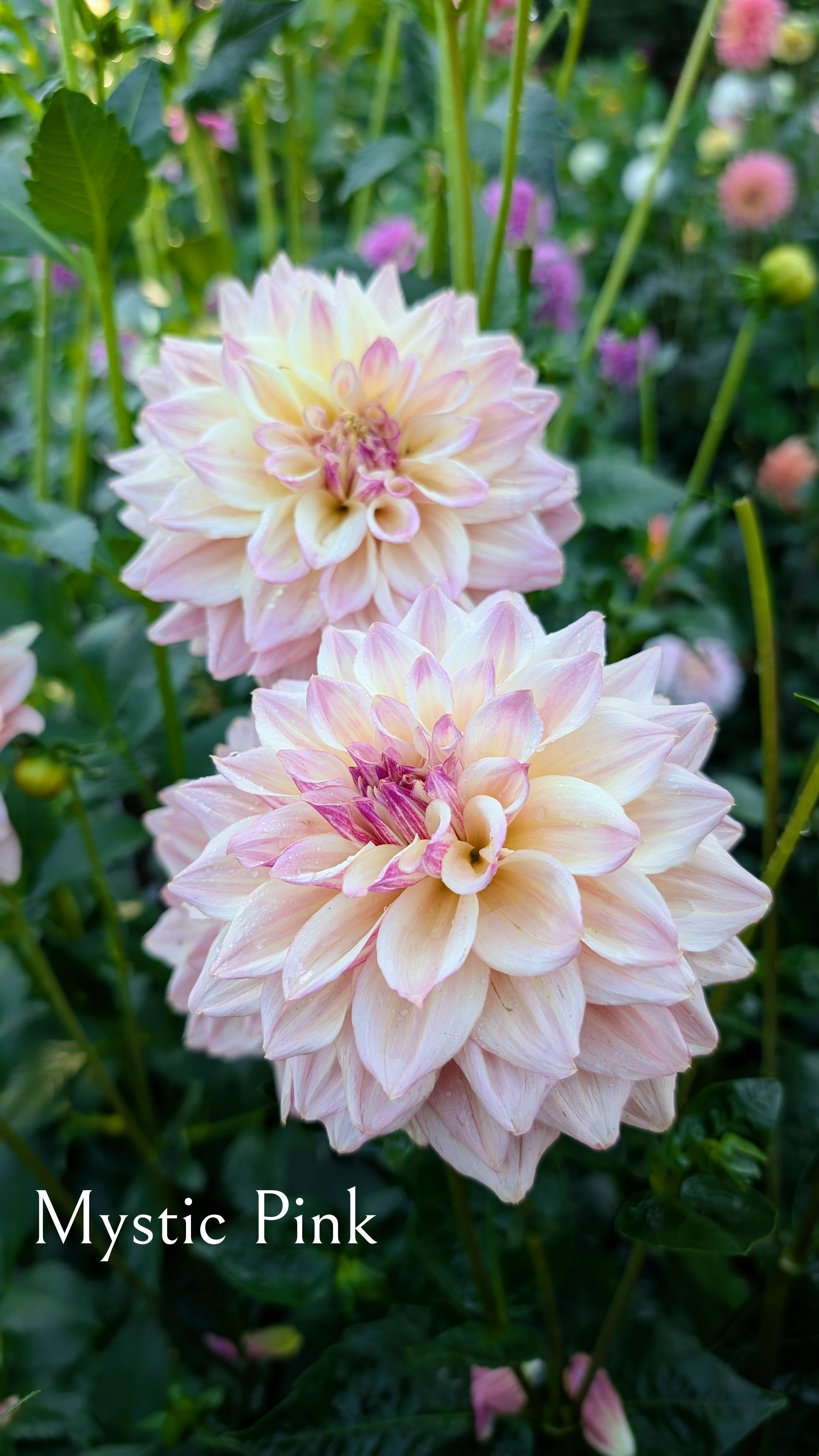 Mystic Pink
