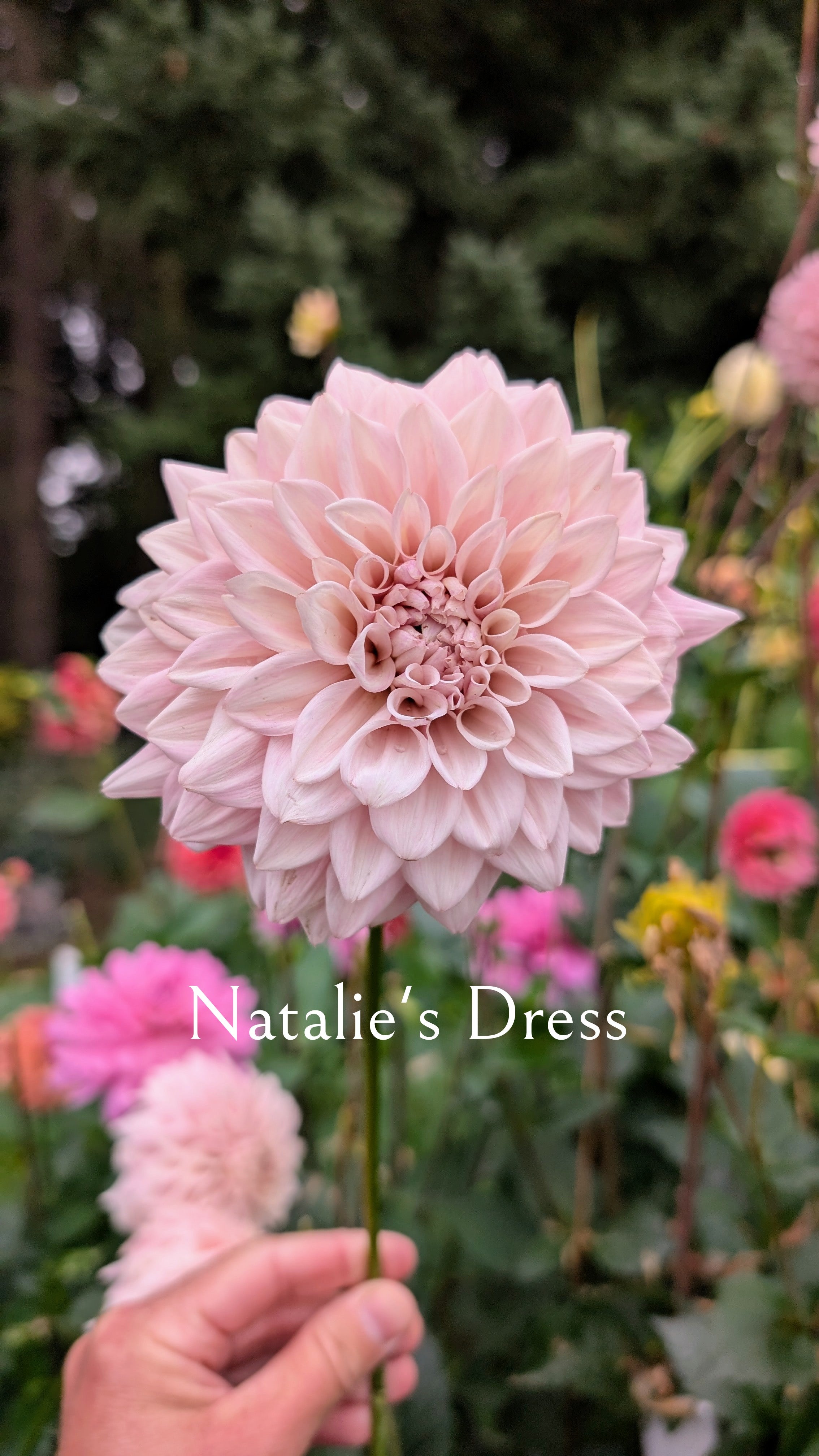 Natalie's Dress