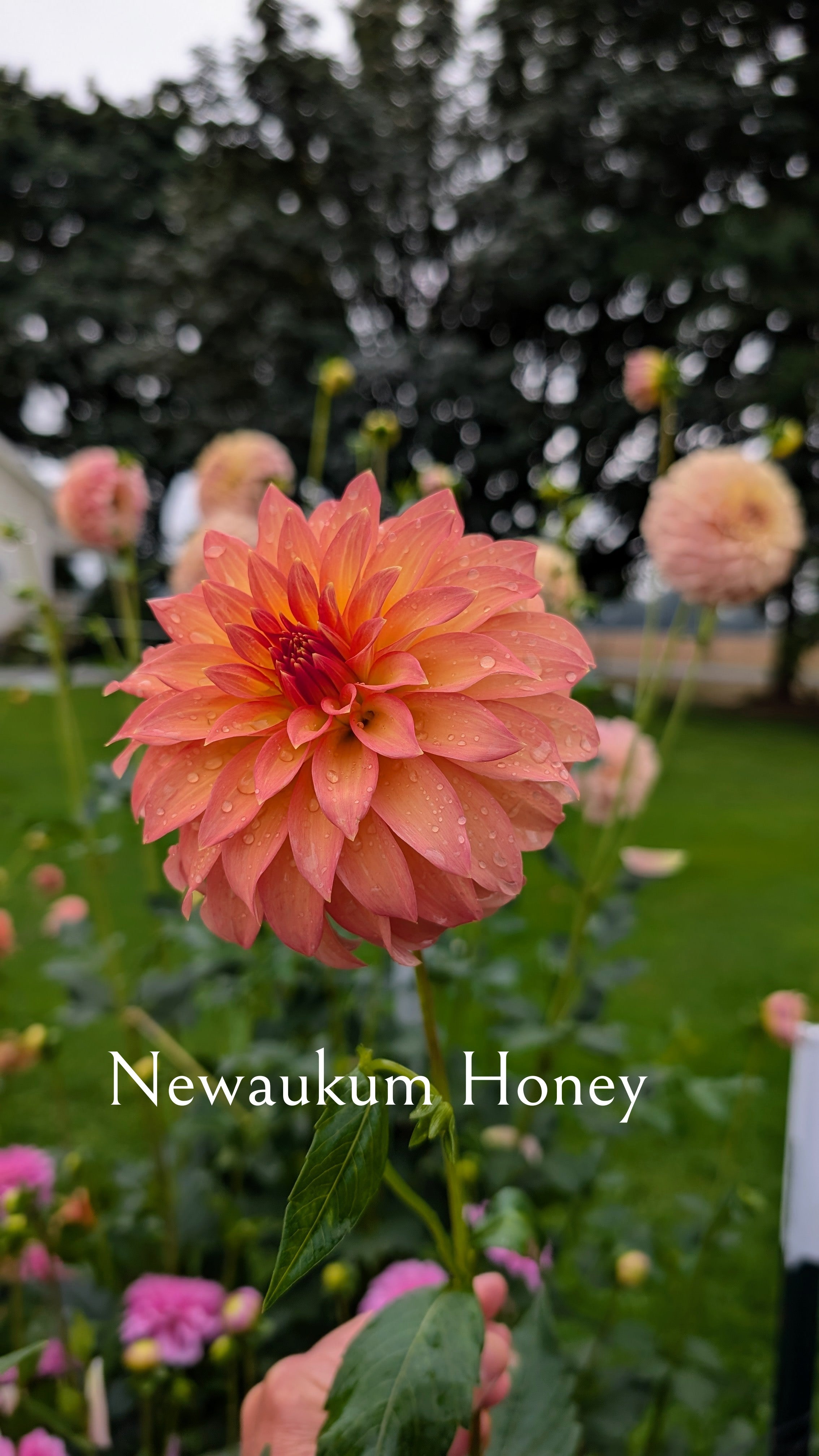 Newaukum Honey