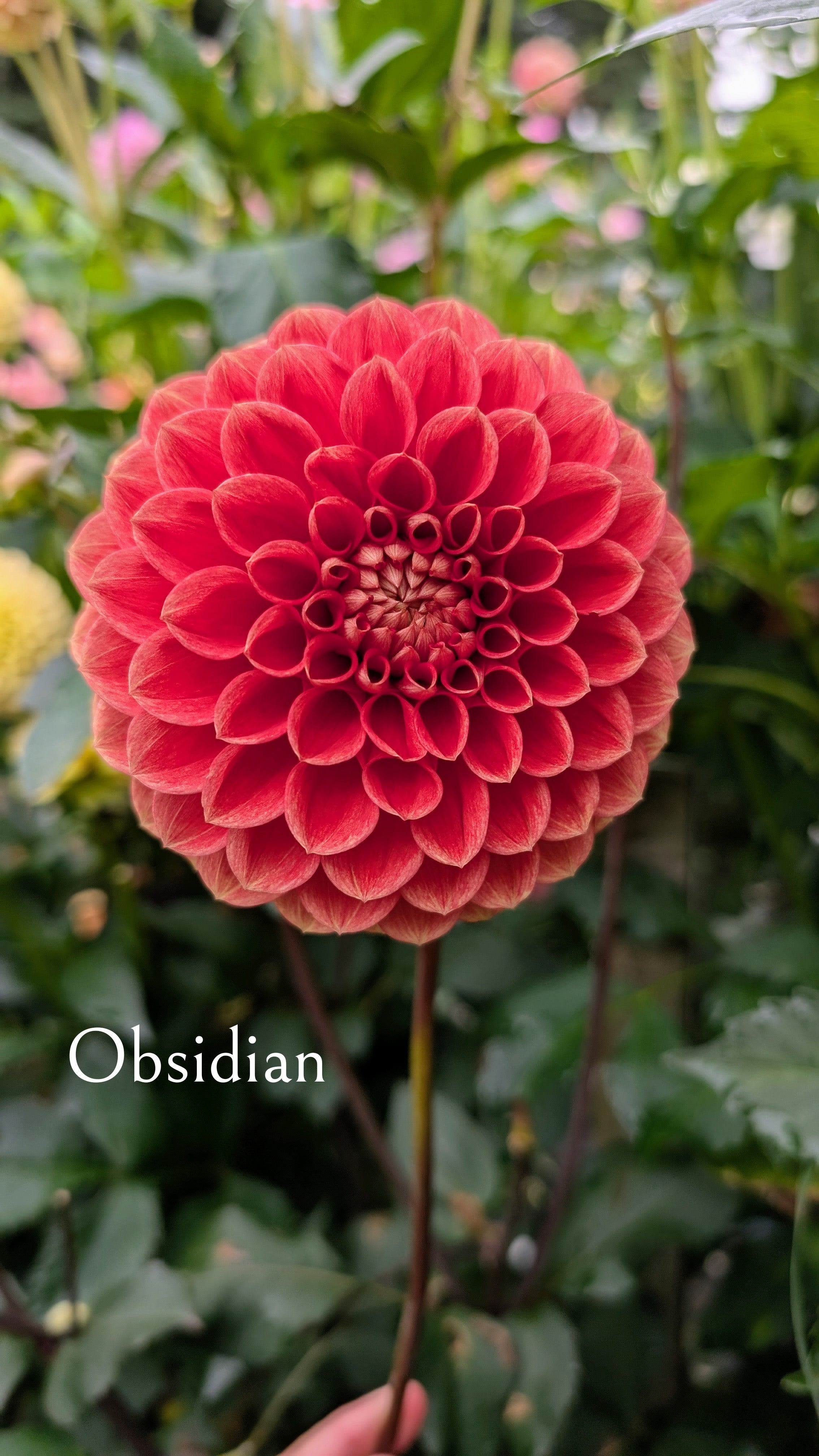 Obsidian