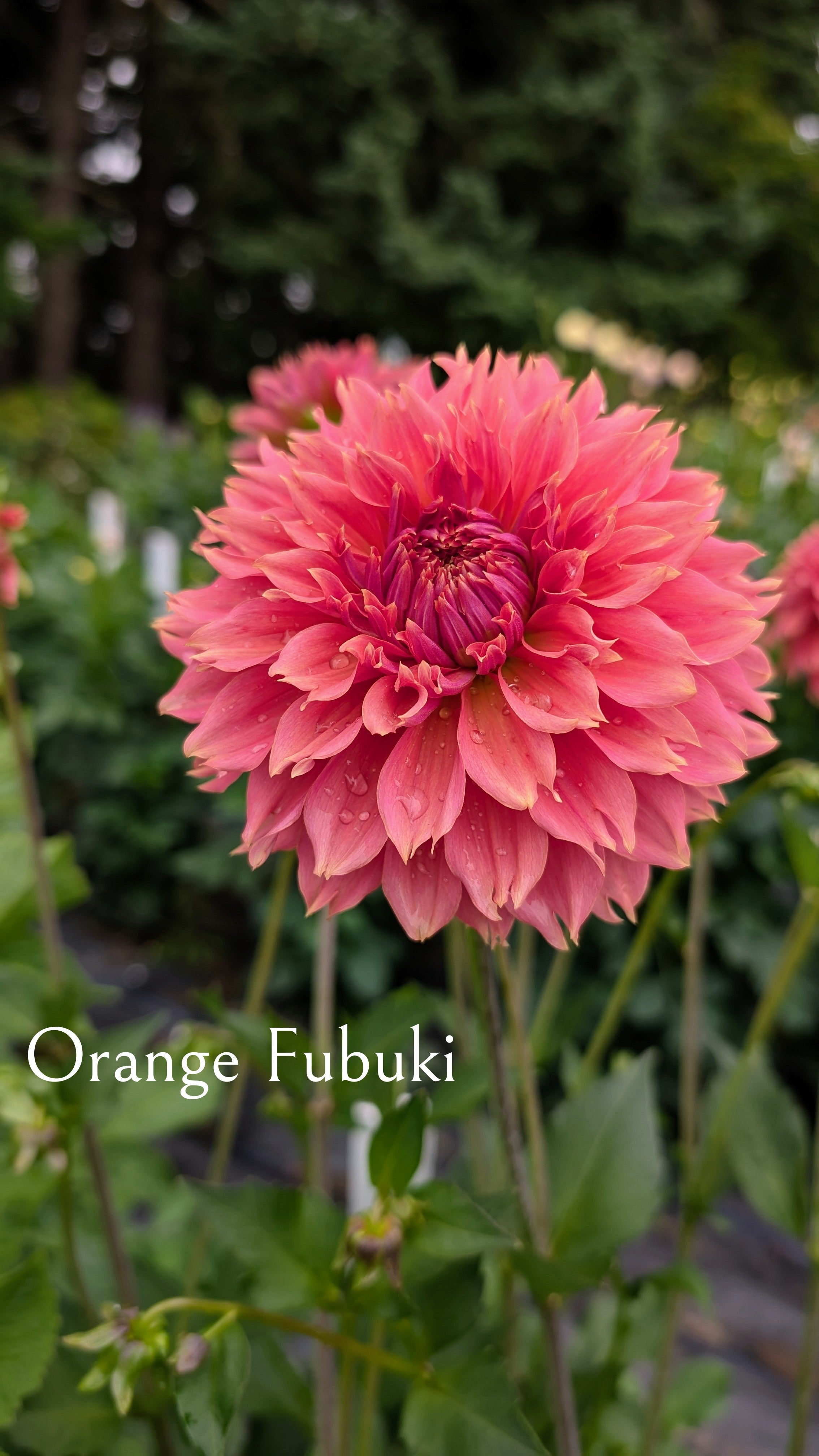 Orange Fubuki