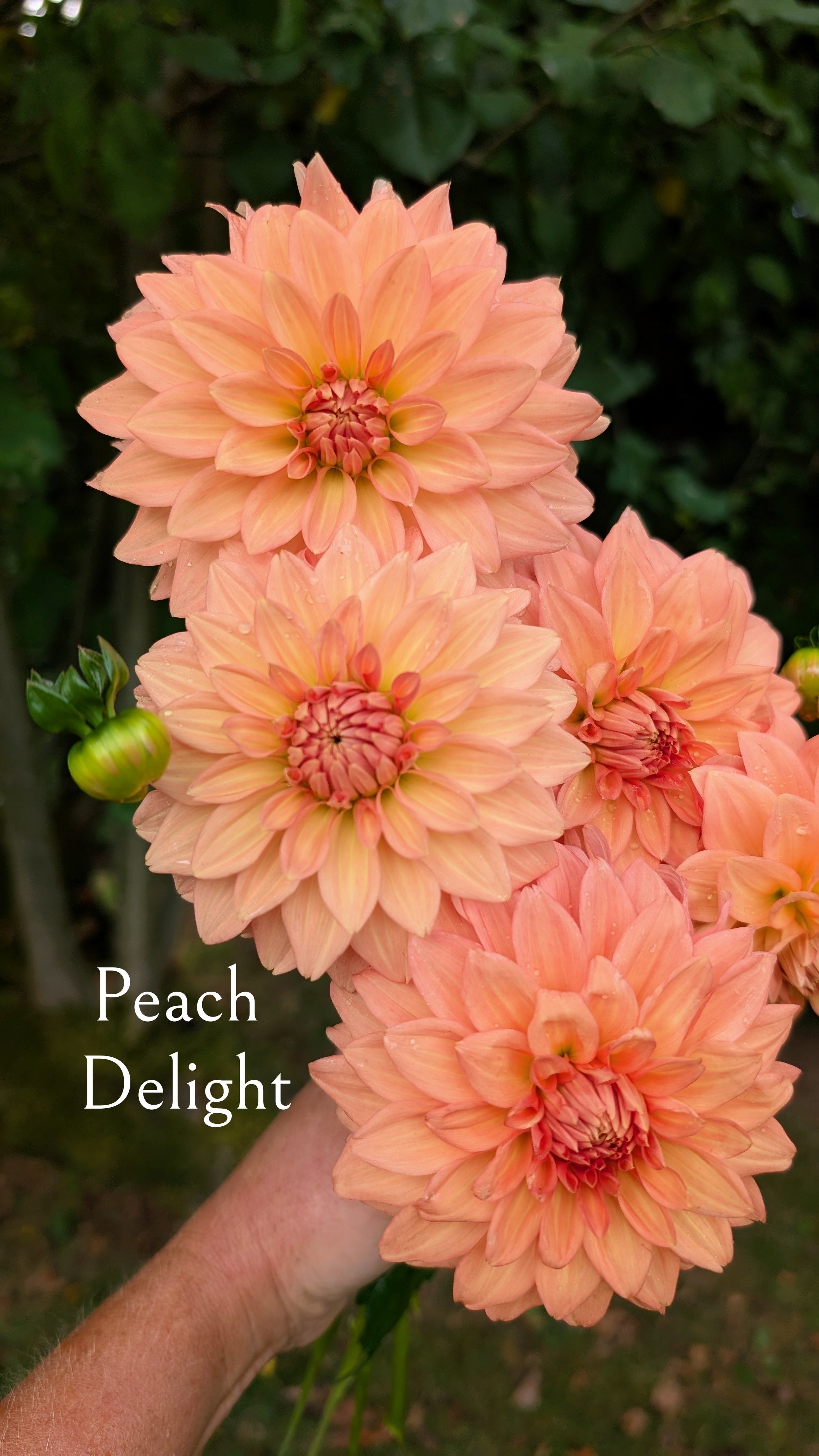 Peach Delight
