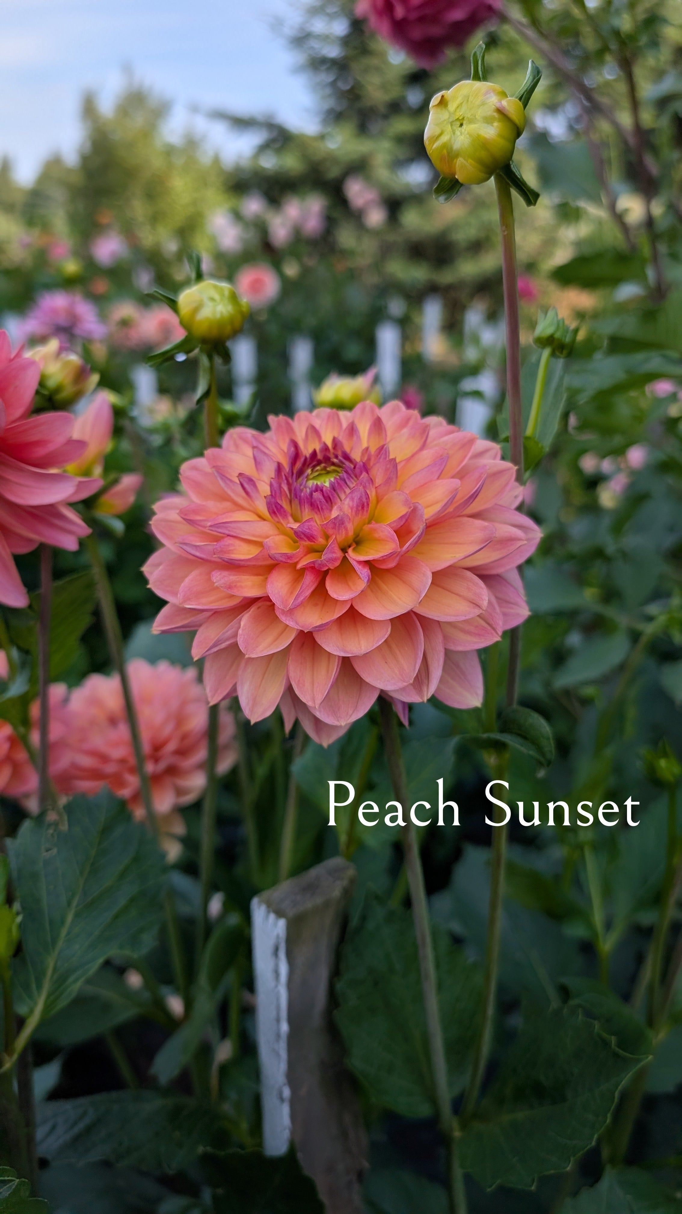 Peach Sunset