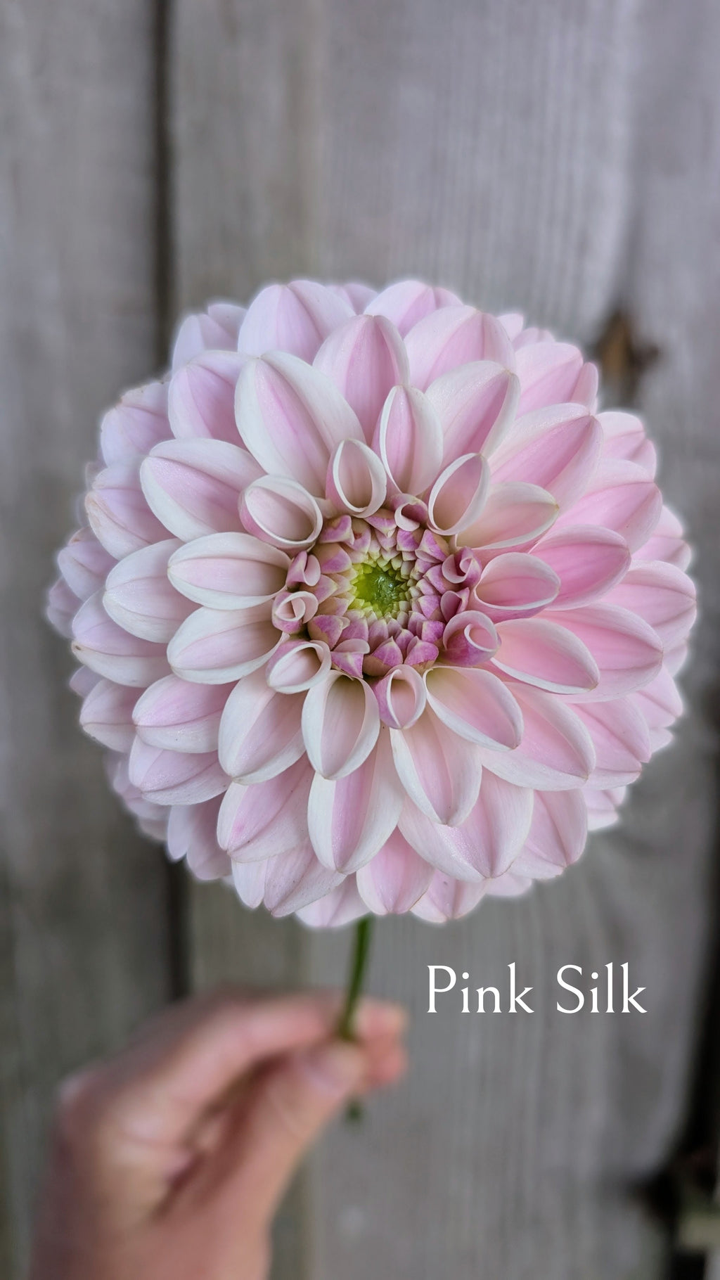 Pink Silk