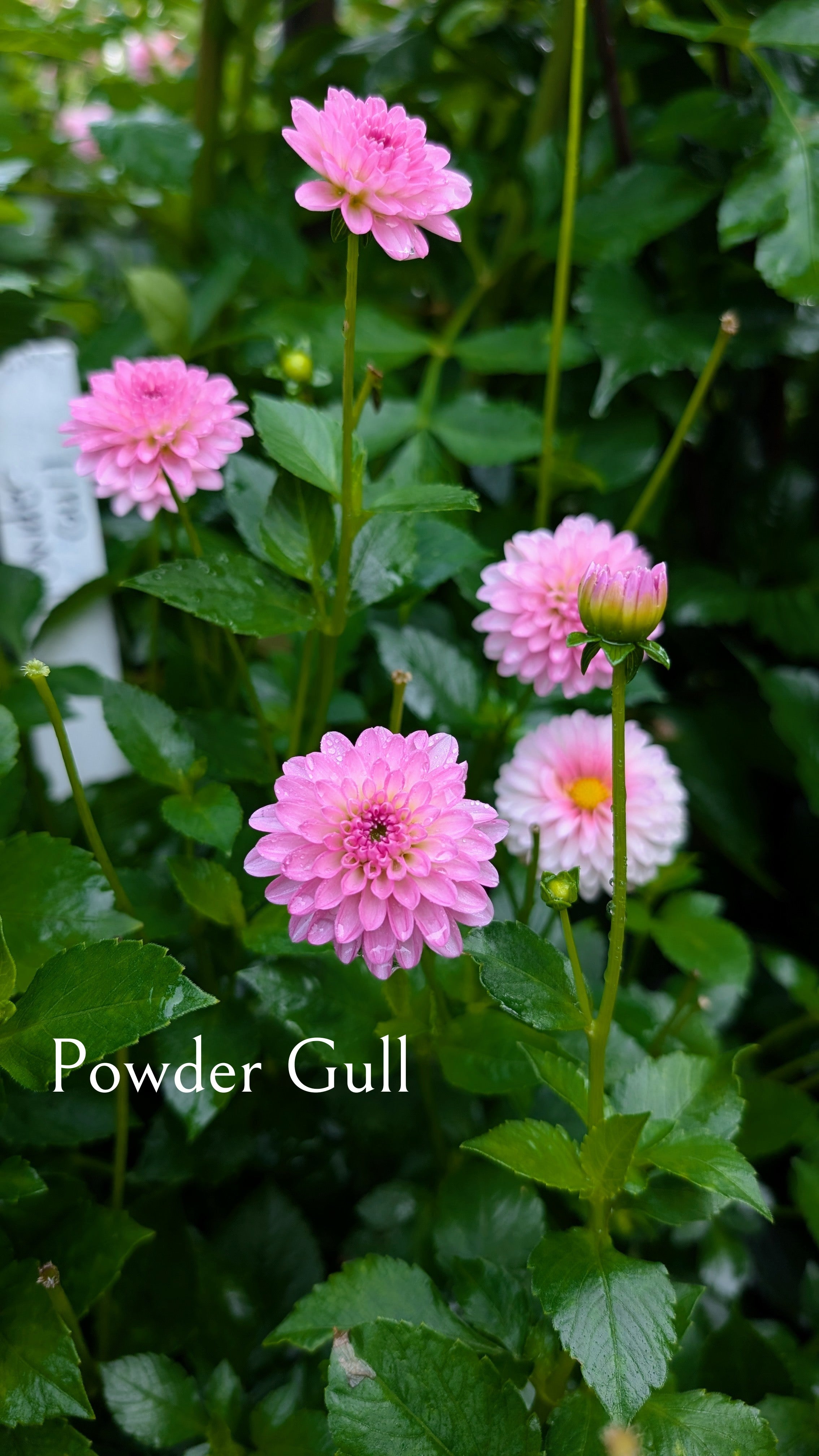Powder Gull