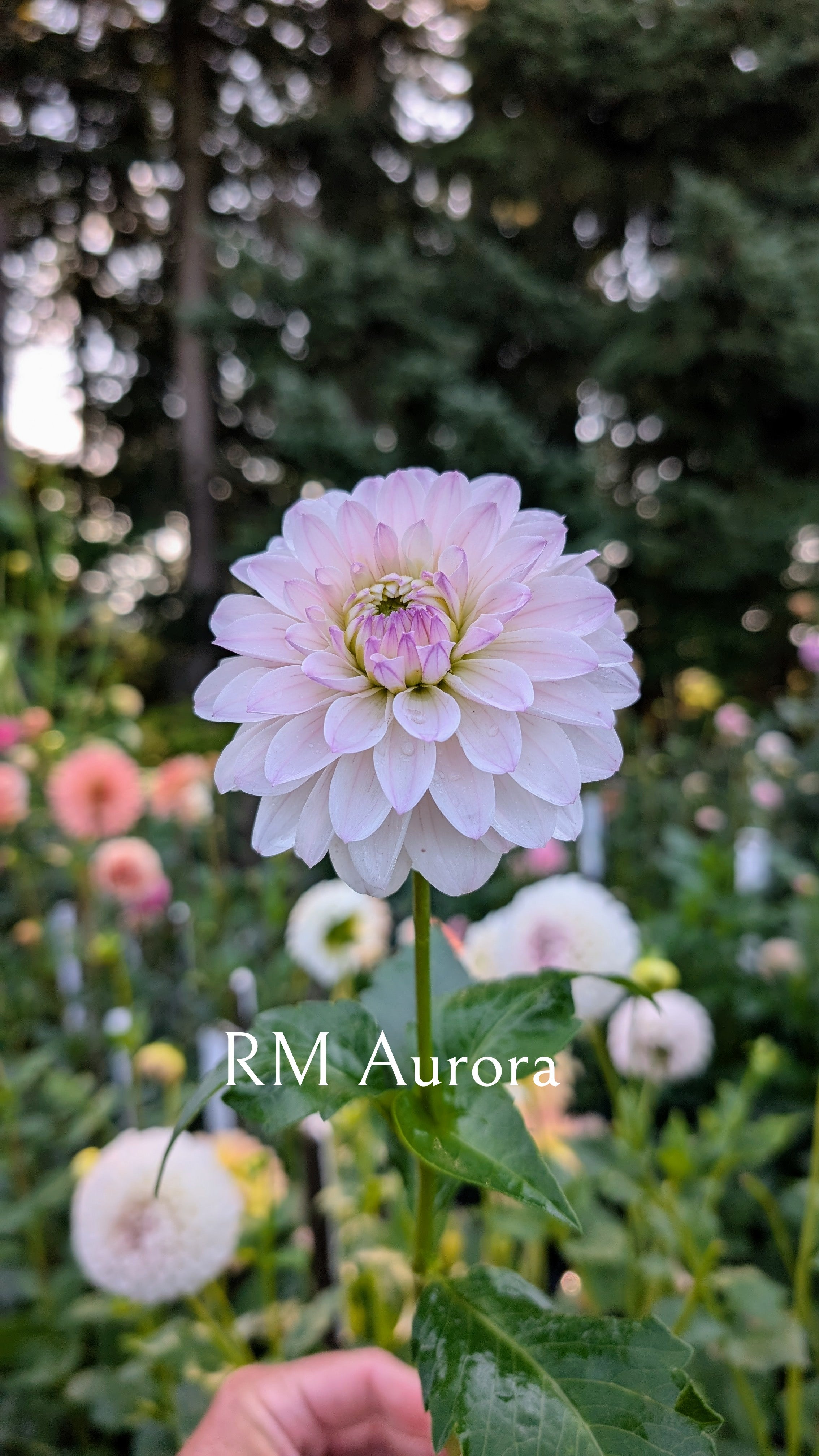 River Merle (RM) Aurora