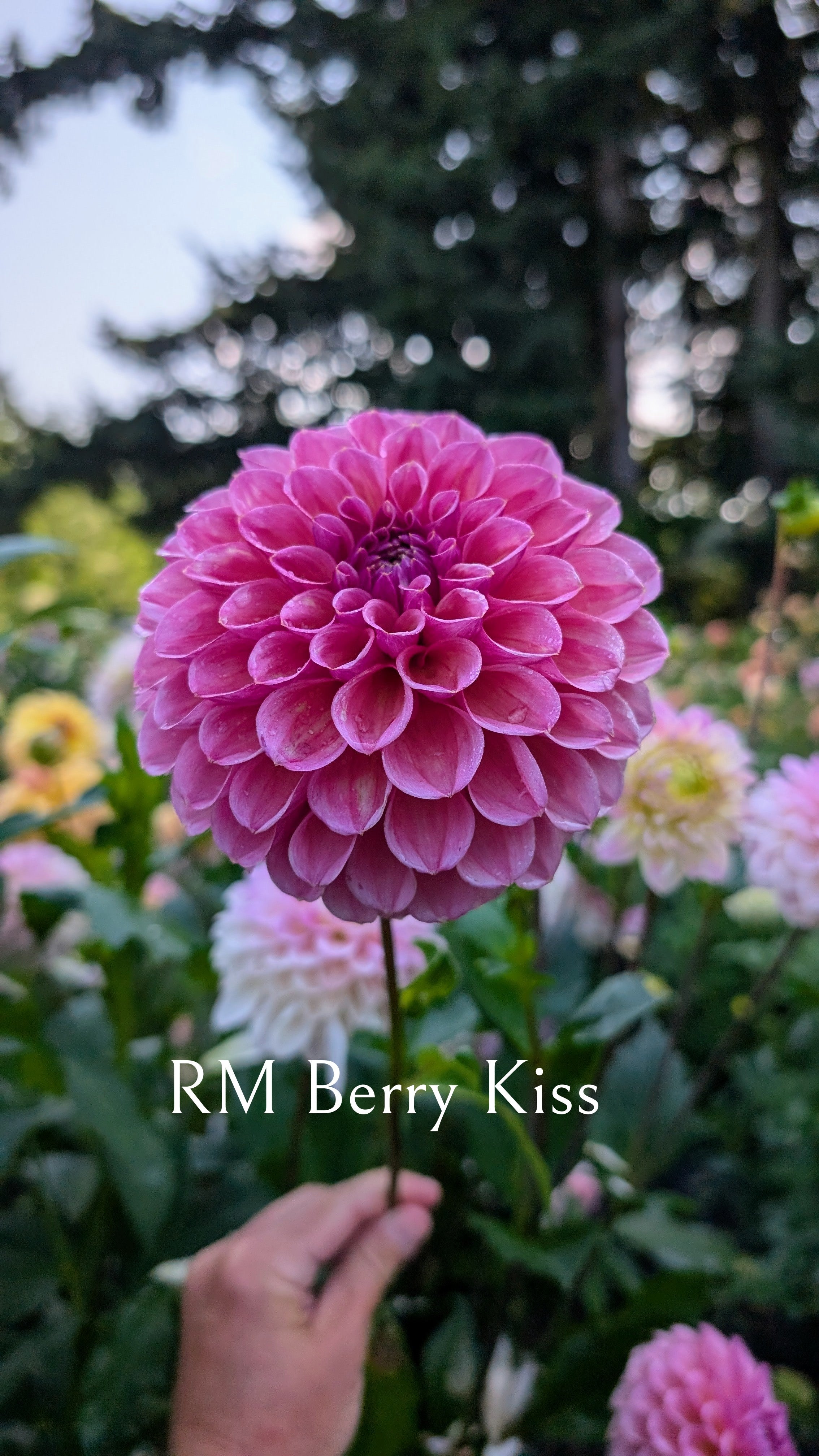 River Merle (RM) Berry Kiss