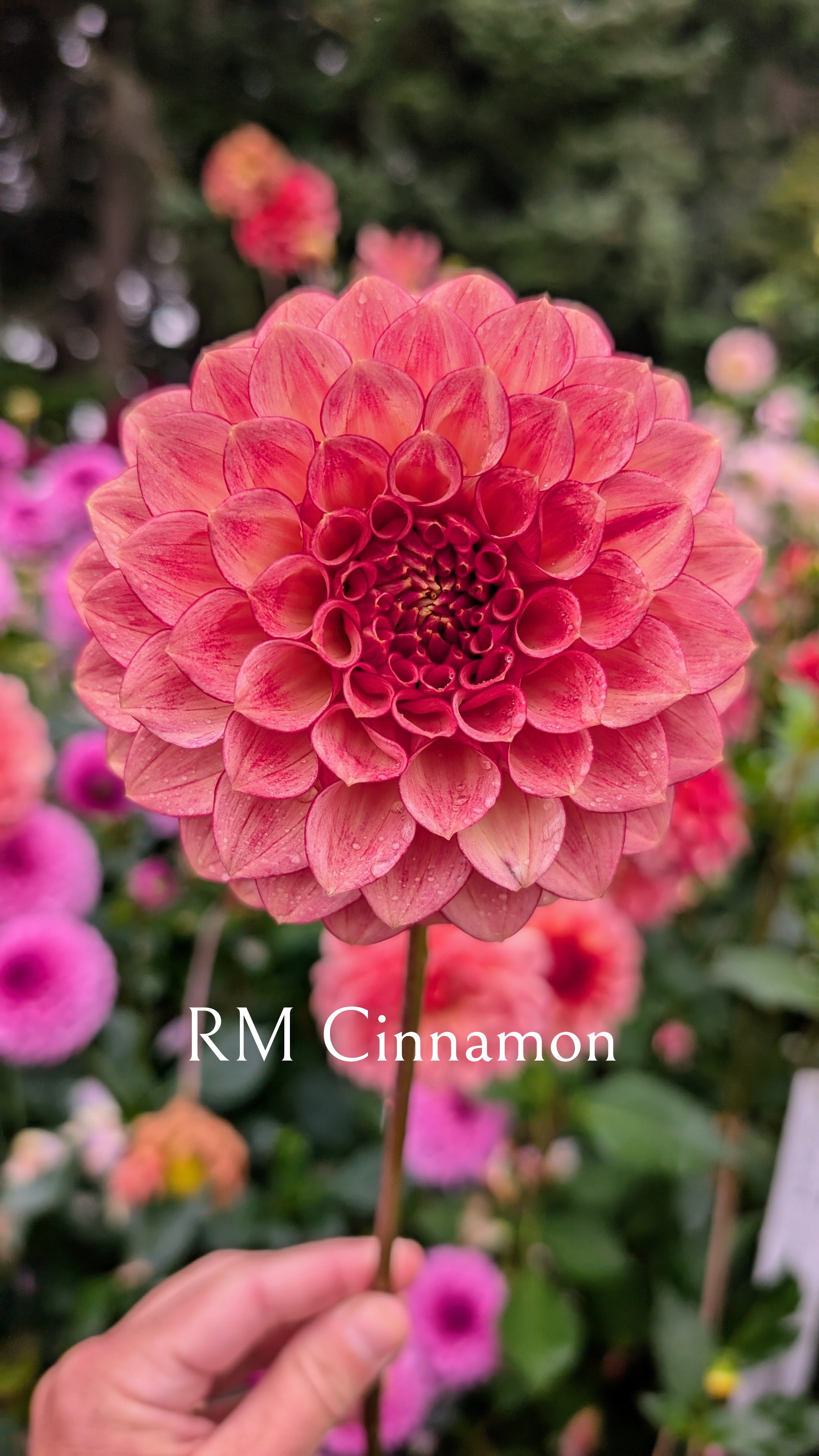 River Merle (RM) Cinnamon