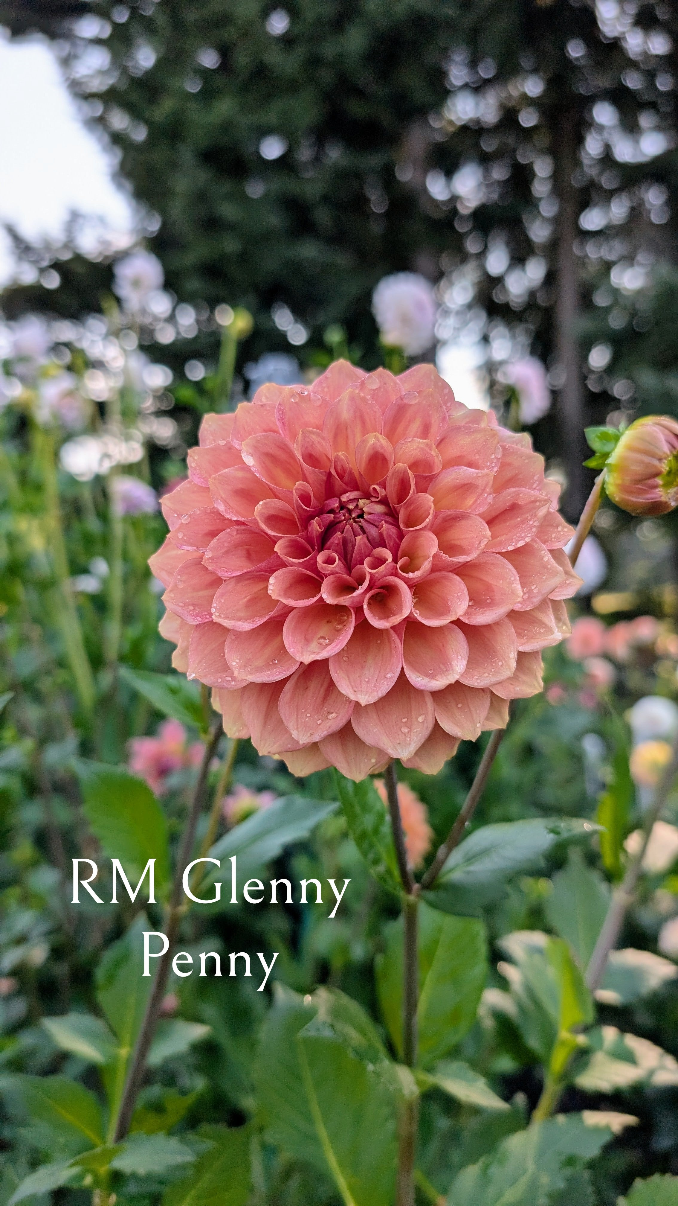 River Merle (RM) Glenny Penny